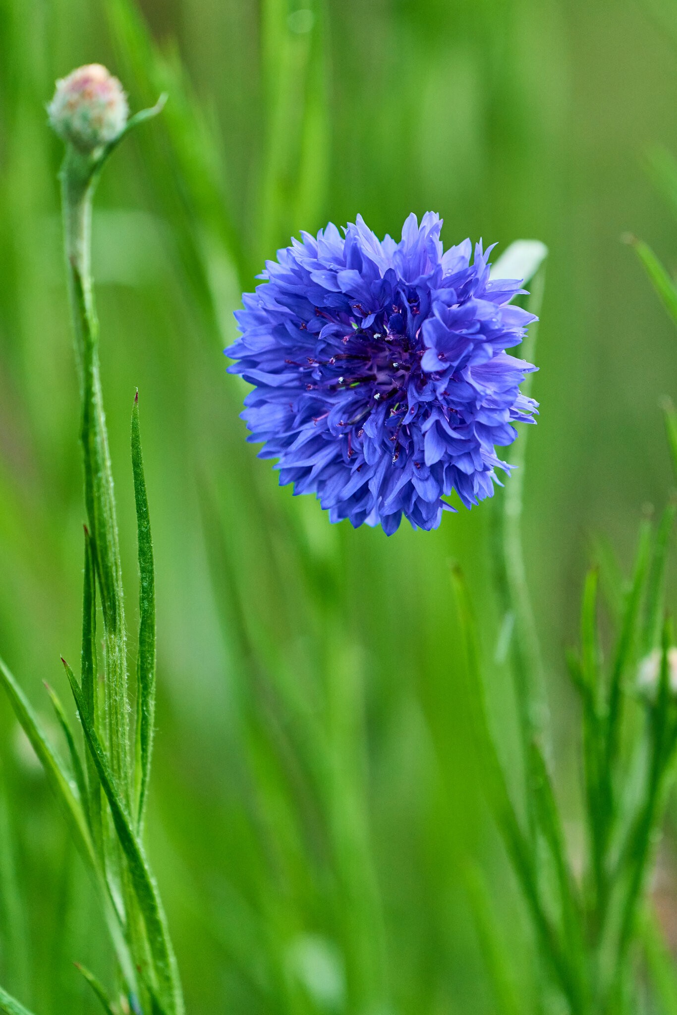 Flower - Longwood - 05242025 - 30.jpg
