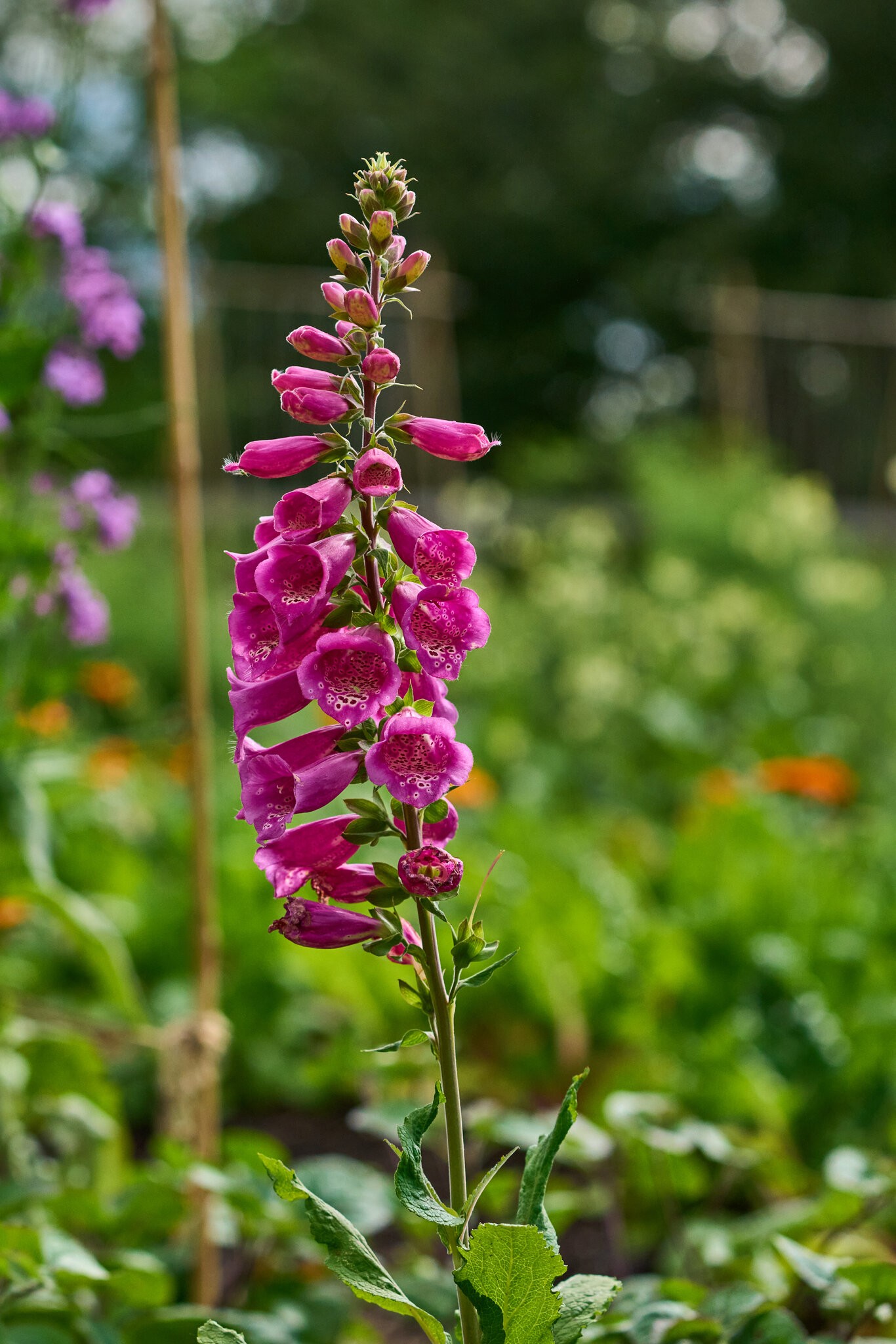 Flower - Longwood - 05242025 - 38.jpg