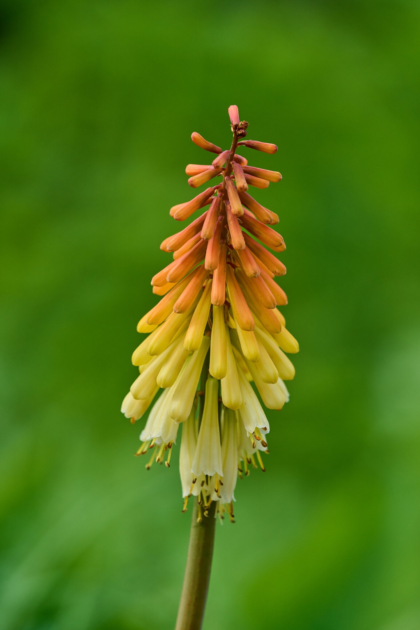 Flower - Longwood - 05242025 - 39.jpg