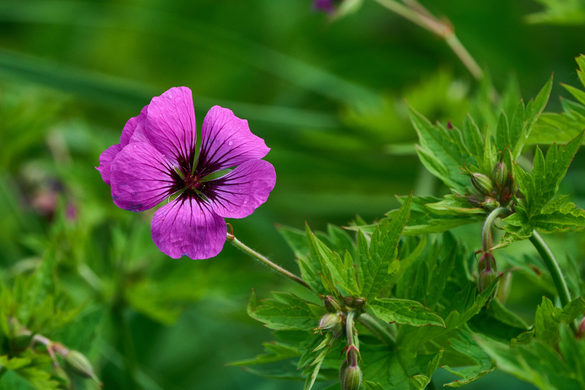 Flower - Longwood - 05242025 - 41.jpg