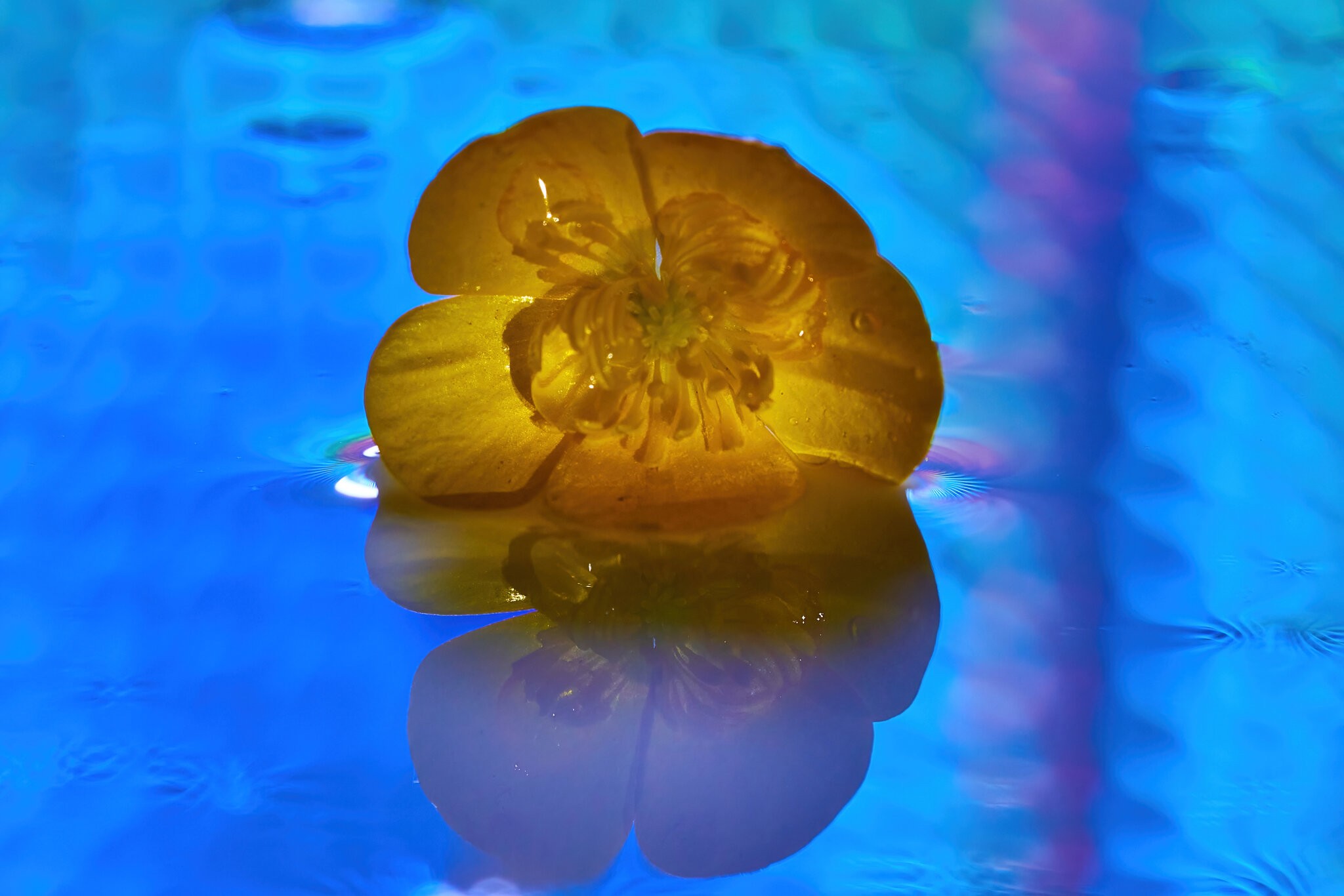 Flower Reflection - 05292023 - 02-DN.jpg