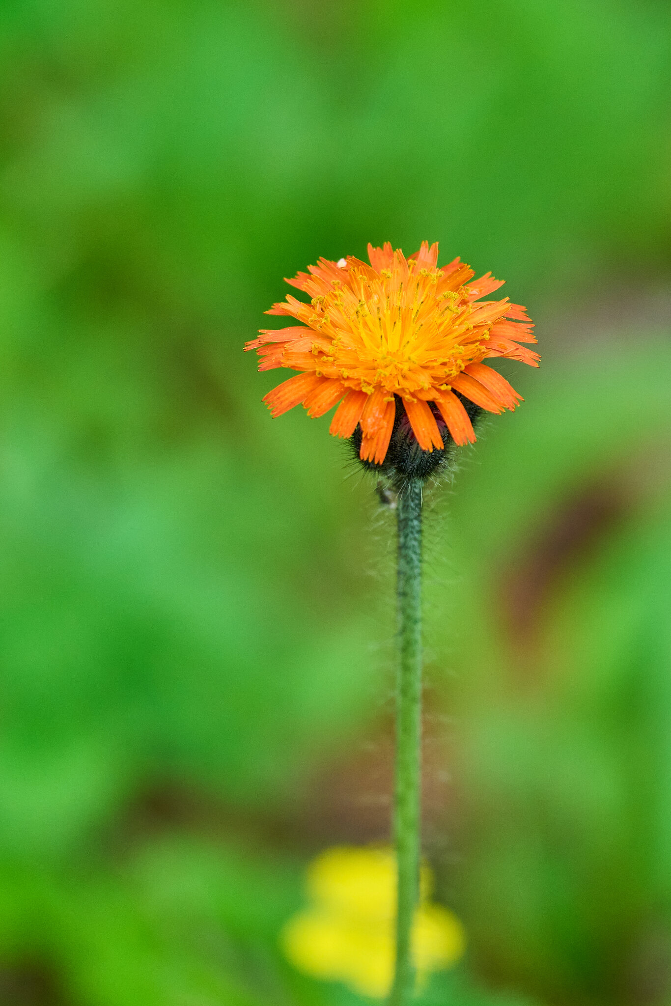 Flower - Roosevelt Campobello International Park - 06222025 - 01.jpg