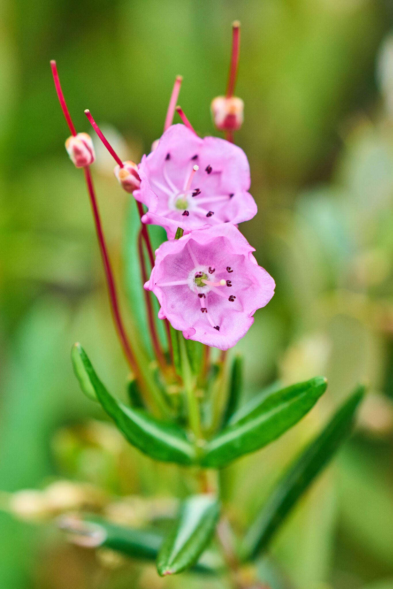 Flower - Roosevelt Campobello International Park - 06222025 - 04.jpg