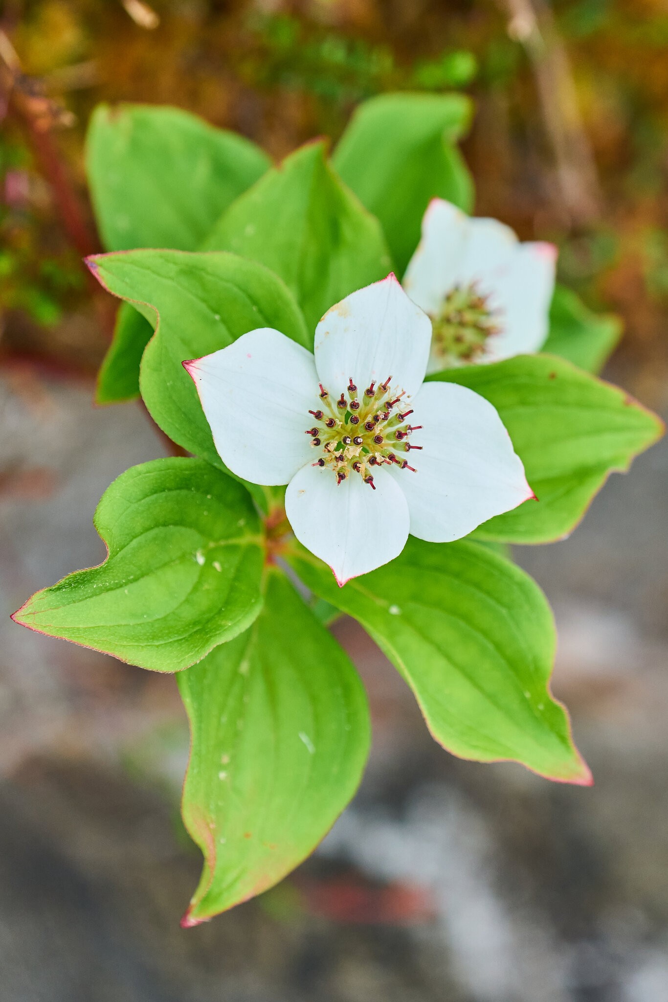 Flower - Roosevelt Campobello International Park - 06222025 - 06.jpg