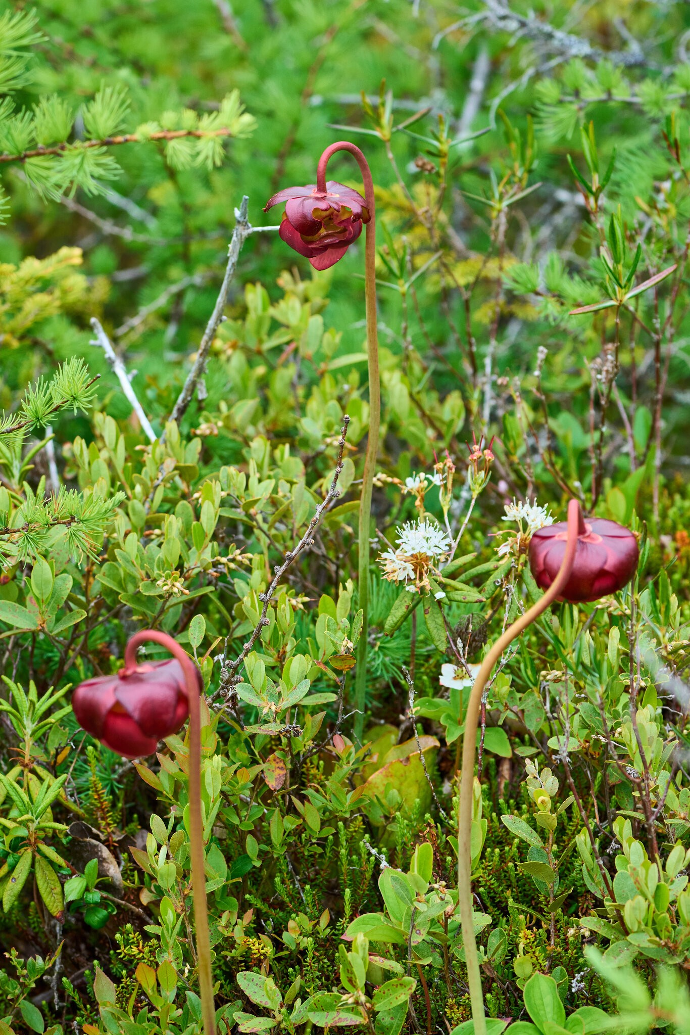 Flower - Roosevelt Campobello International Park - 06222025 - 07.jpg