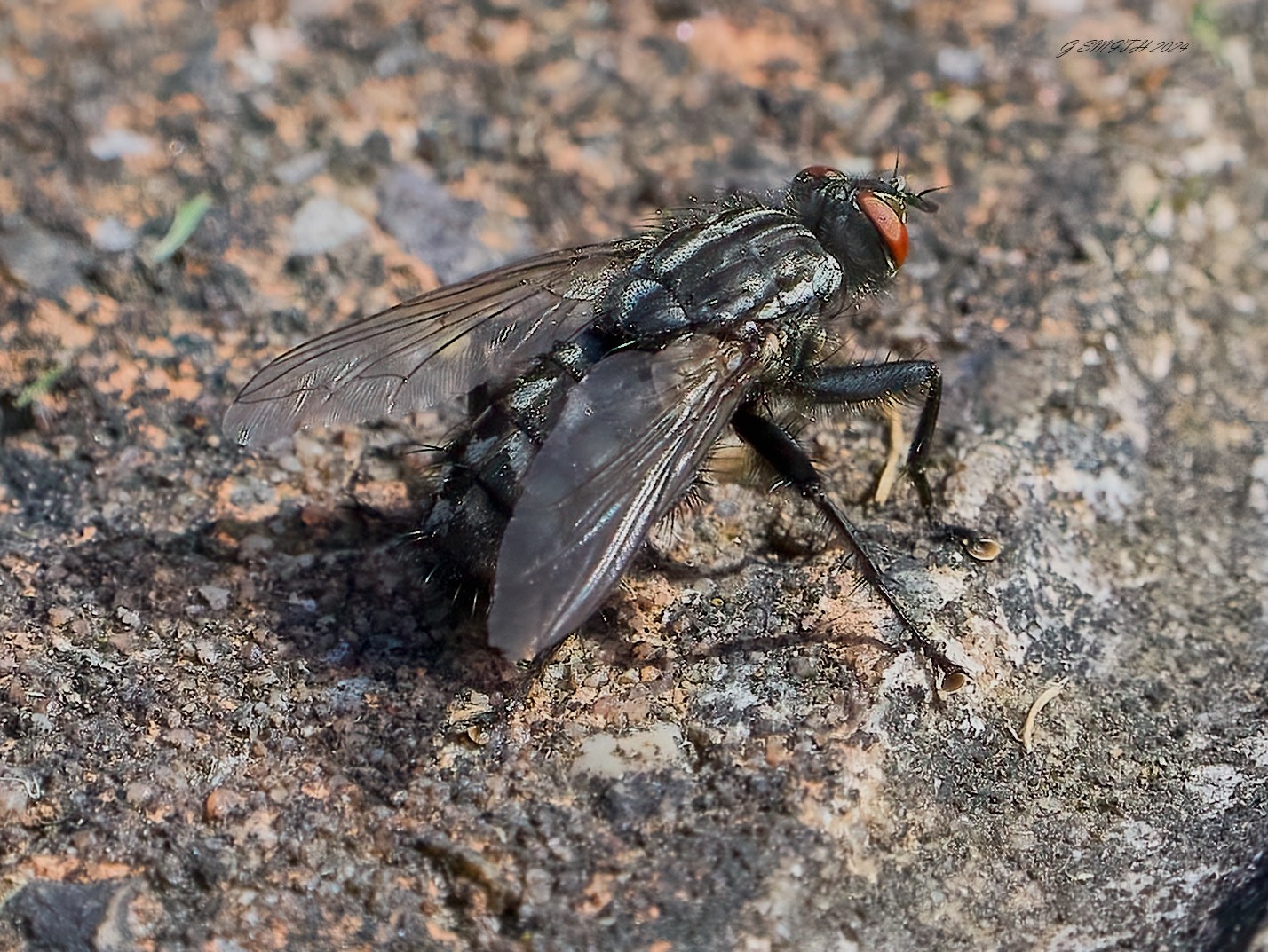 fly 2024 1.jpg