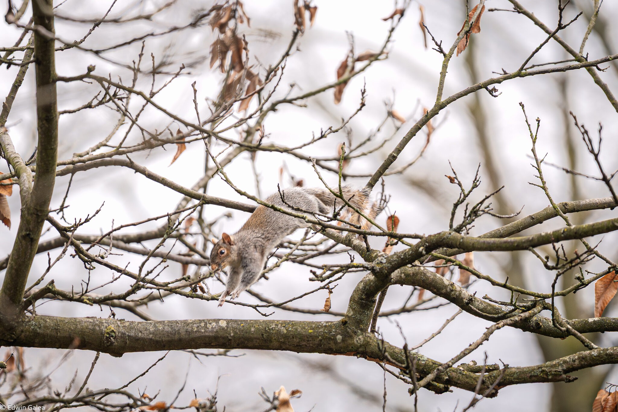 flying_squirrel_greenwichpark-2.jpg