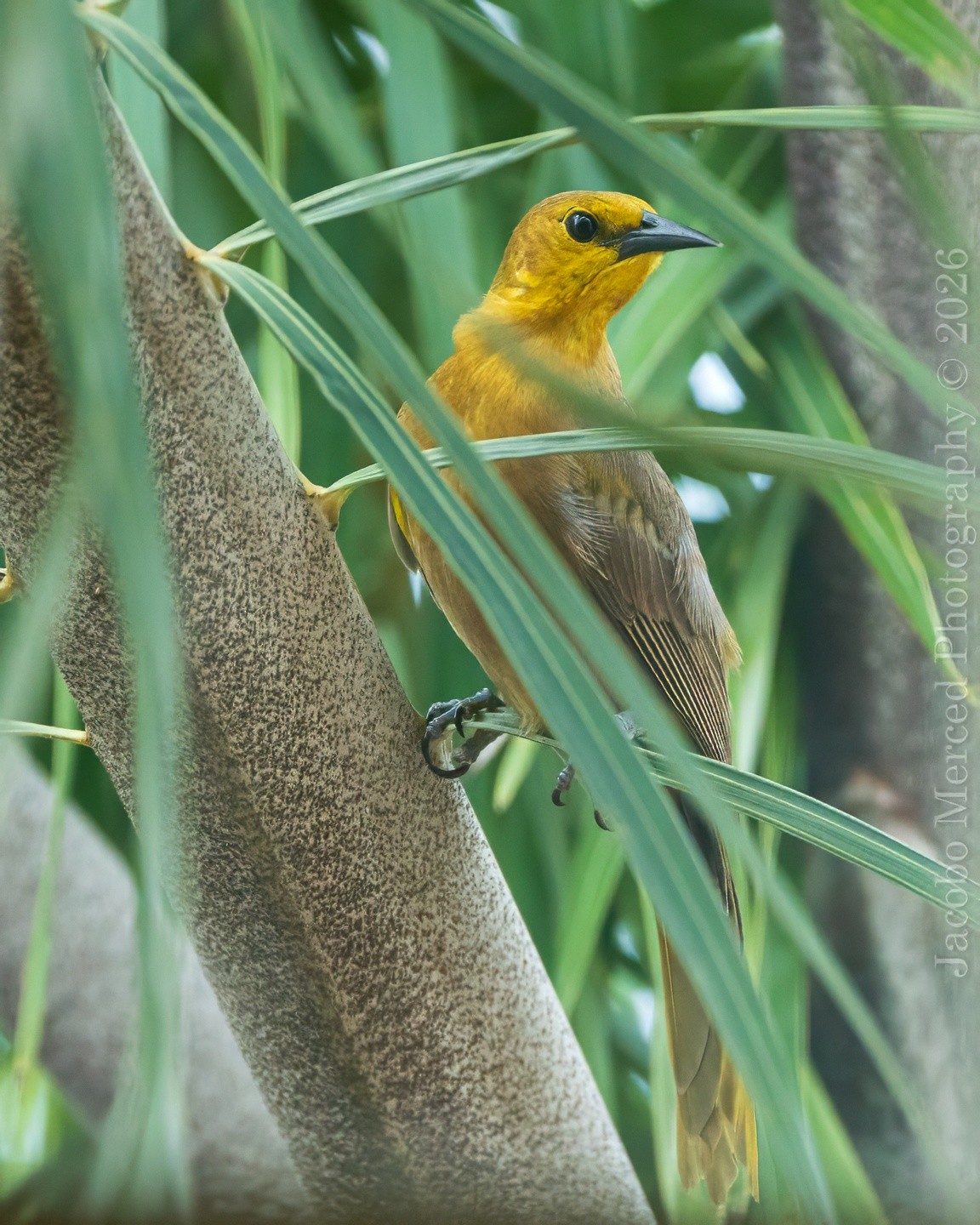 for_Insta_small_yellow_bird-1-2-2T-denoise.jpg
