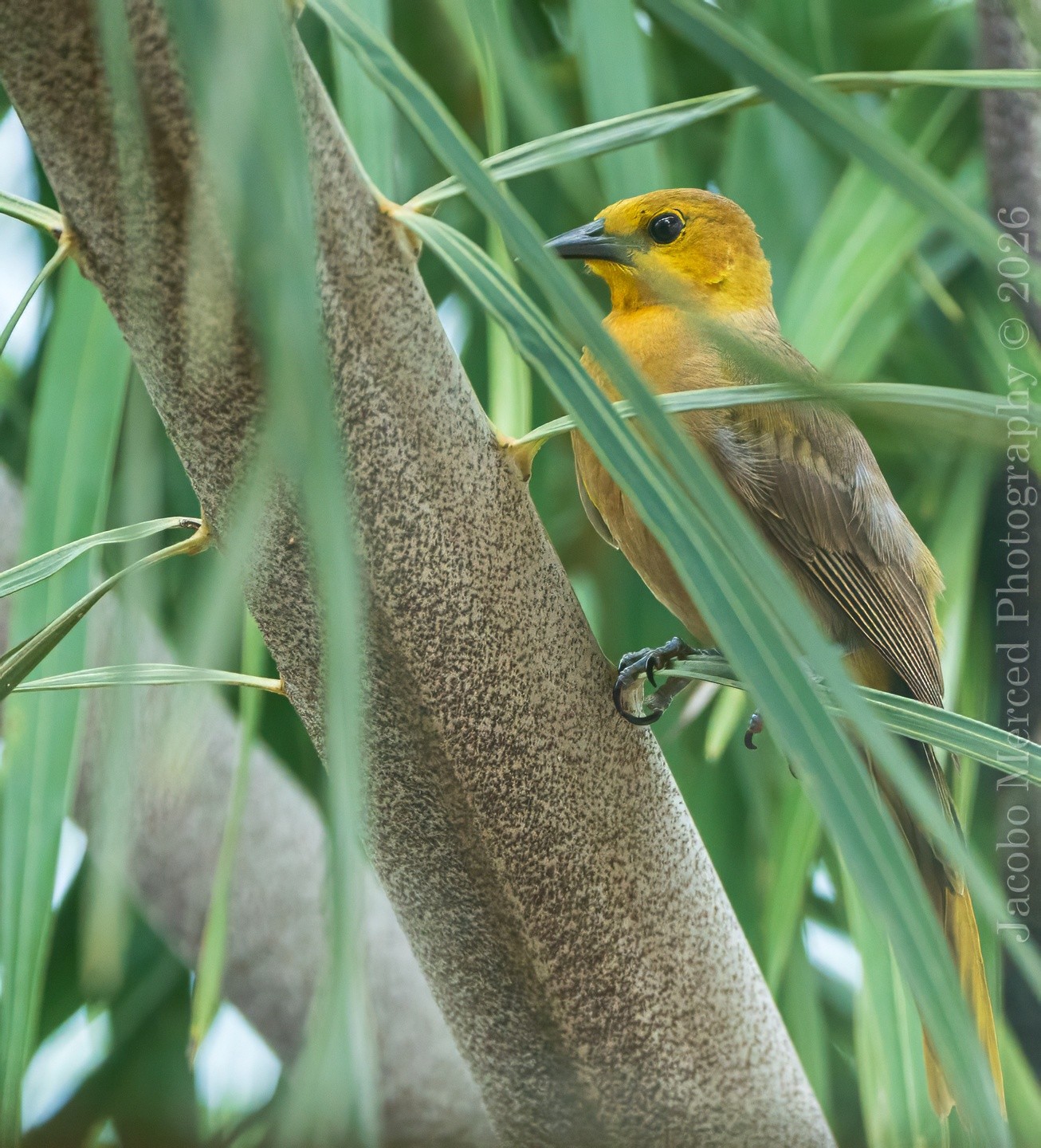 for_Insta_small_yellow_bird-1-2T-denoise.jpg