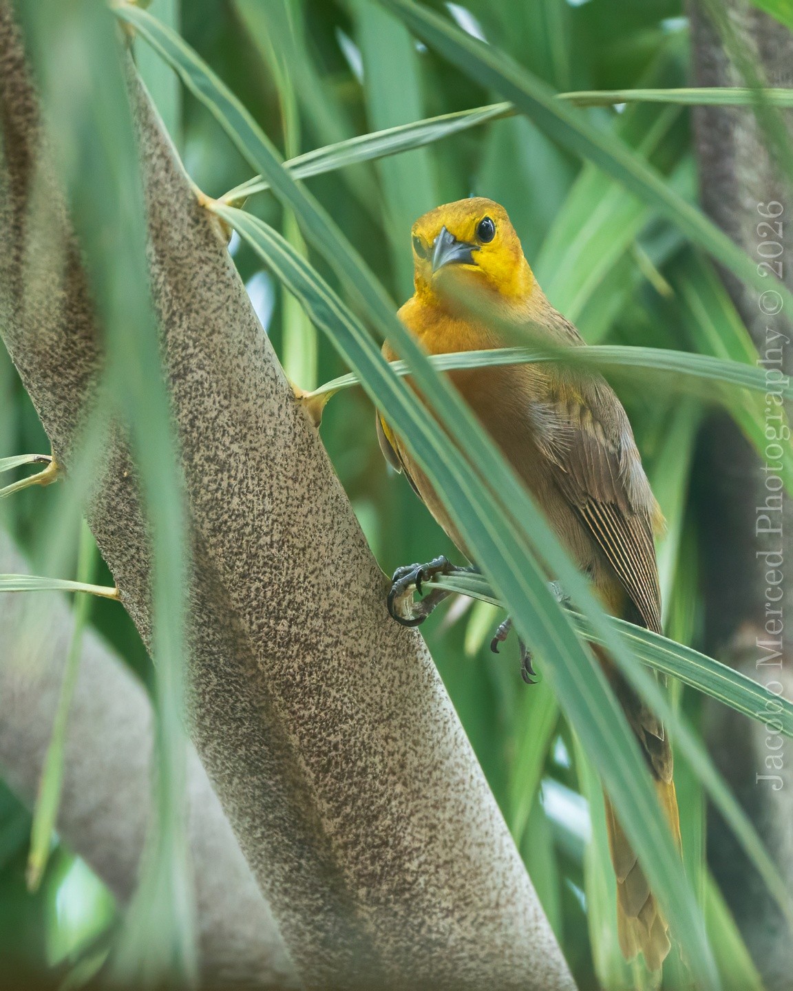 for_Insta_small_yellow_bird-1-3-2T-denoise.jpg