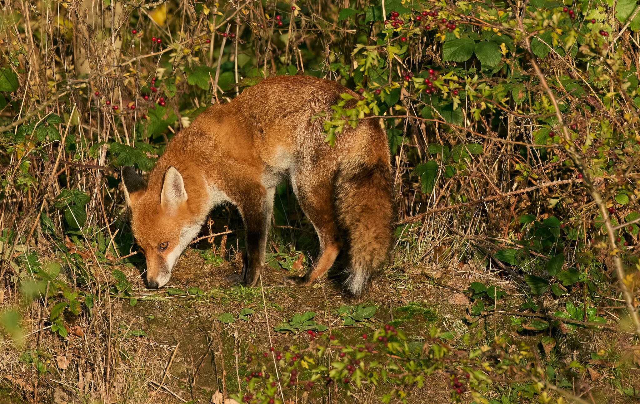 fox 2026_29.jpg