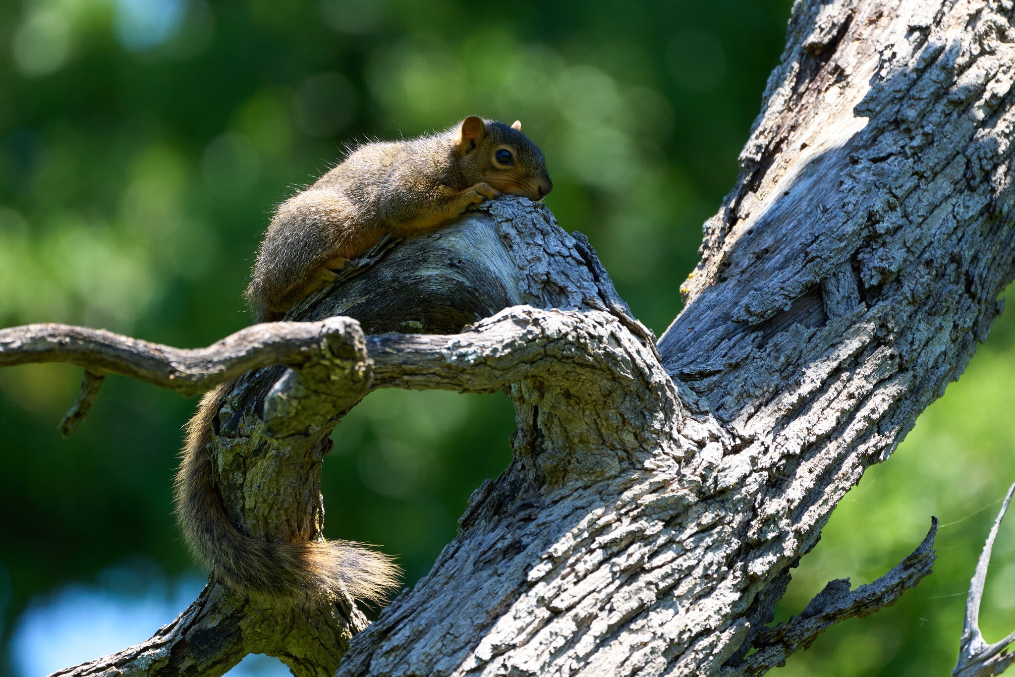 Fox Squirrel - Dallas Texas - 05042025 - 01.jpg