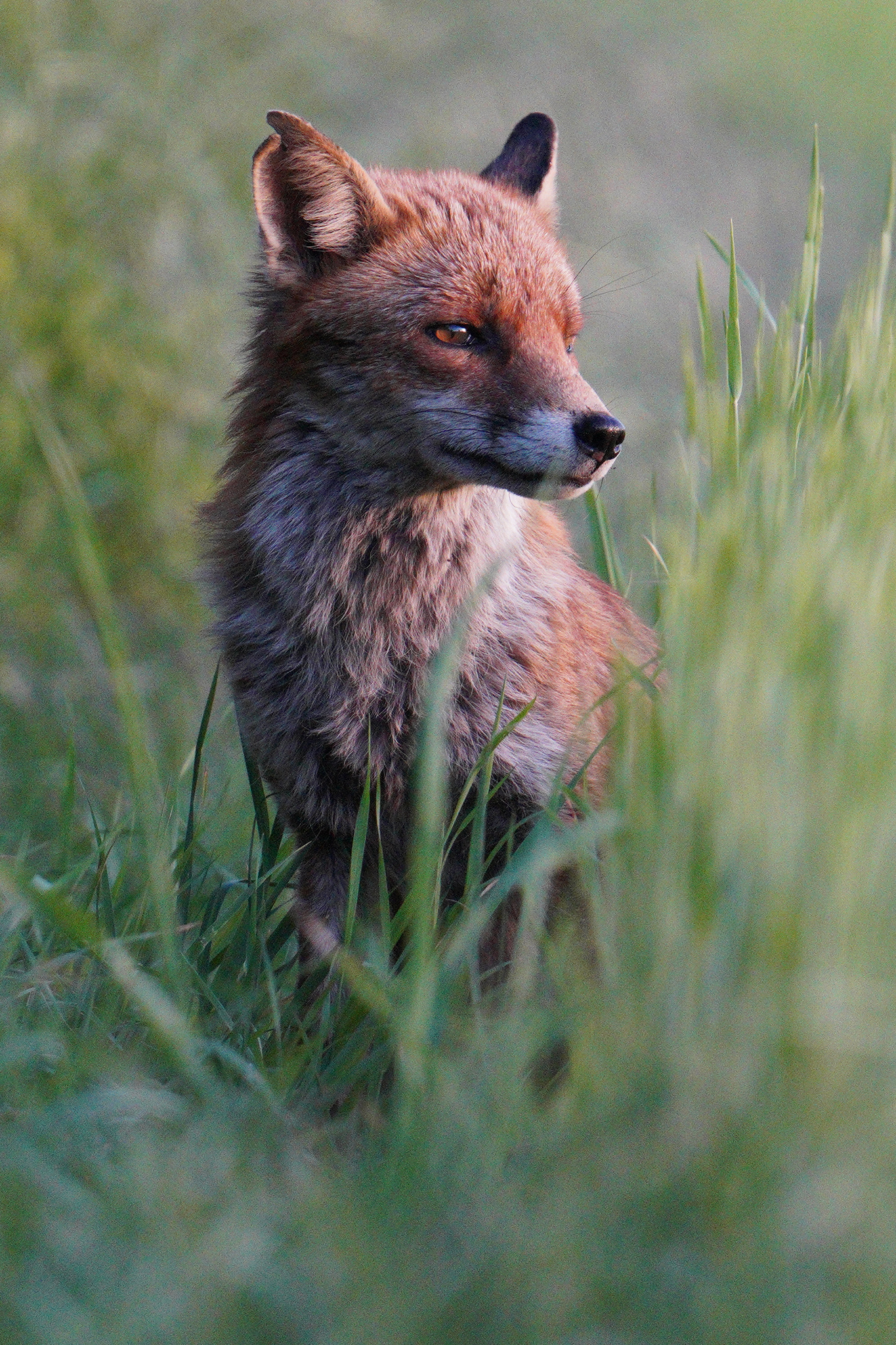 fox2048.jpg