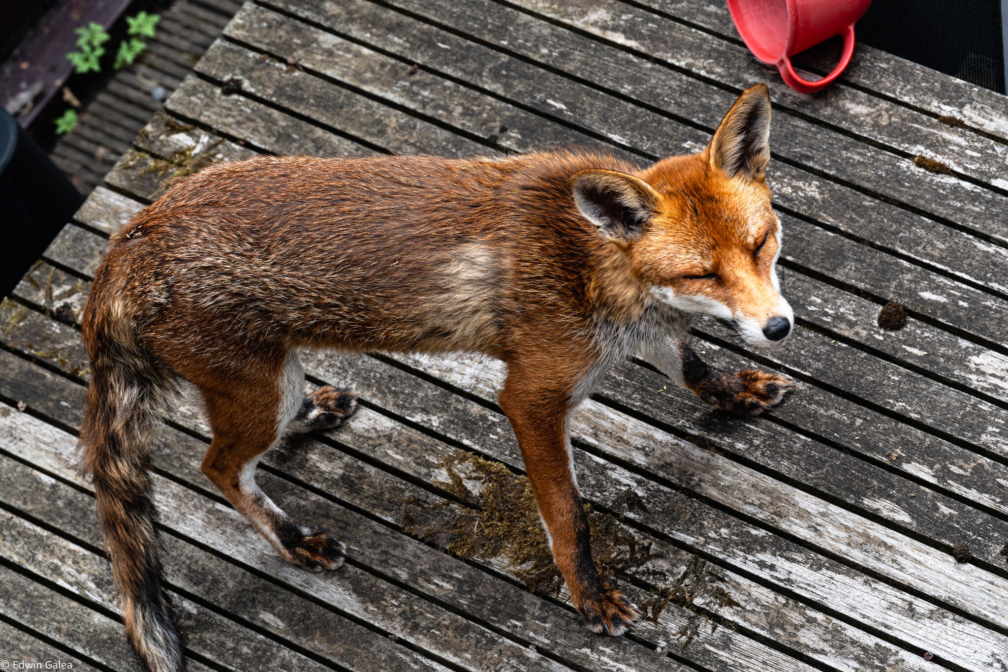fox_table-1.jpg