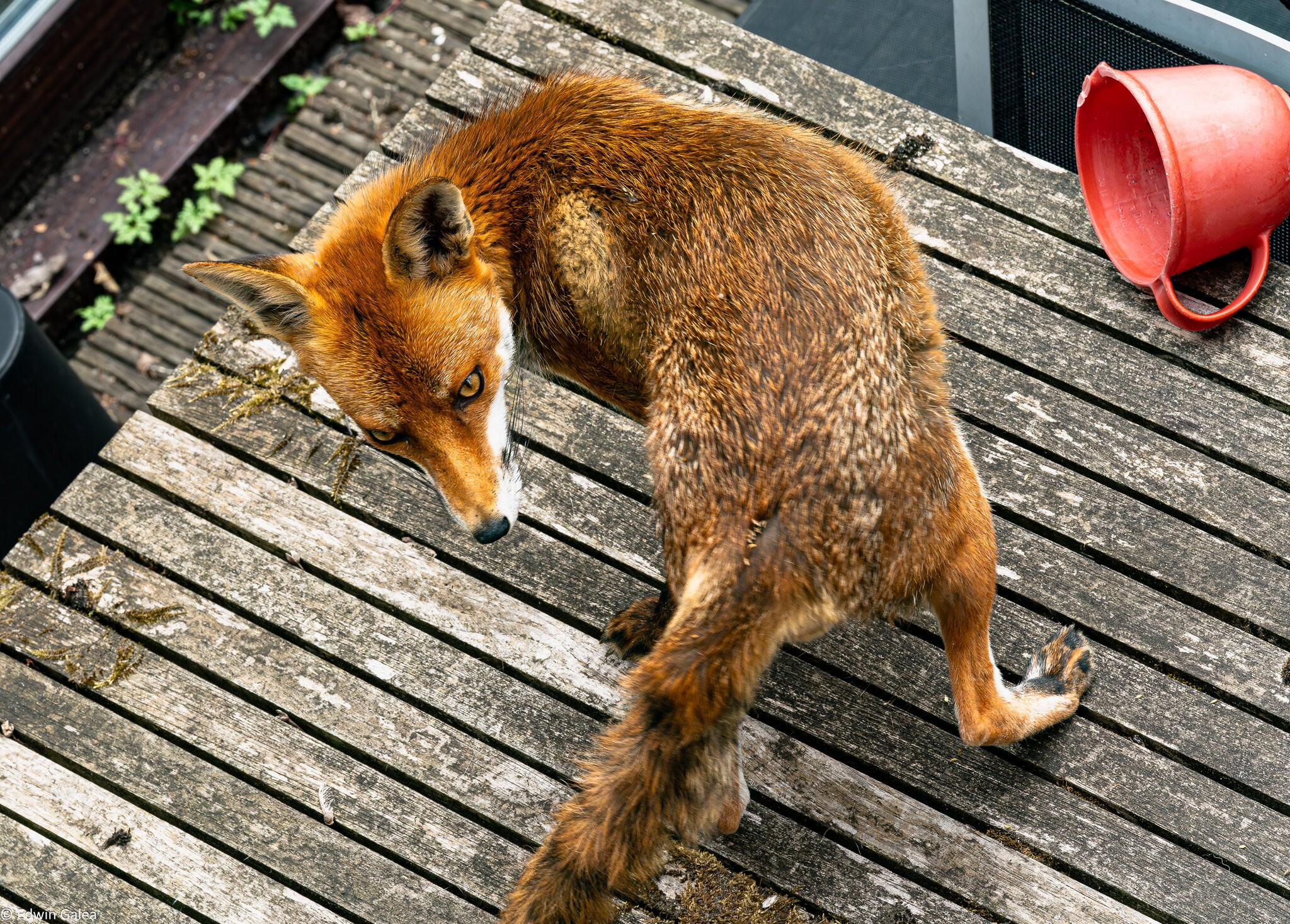 fox_table-2.jpg