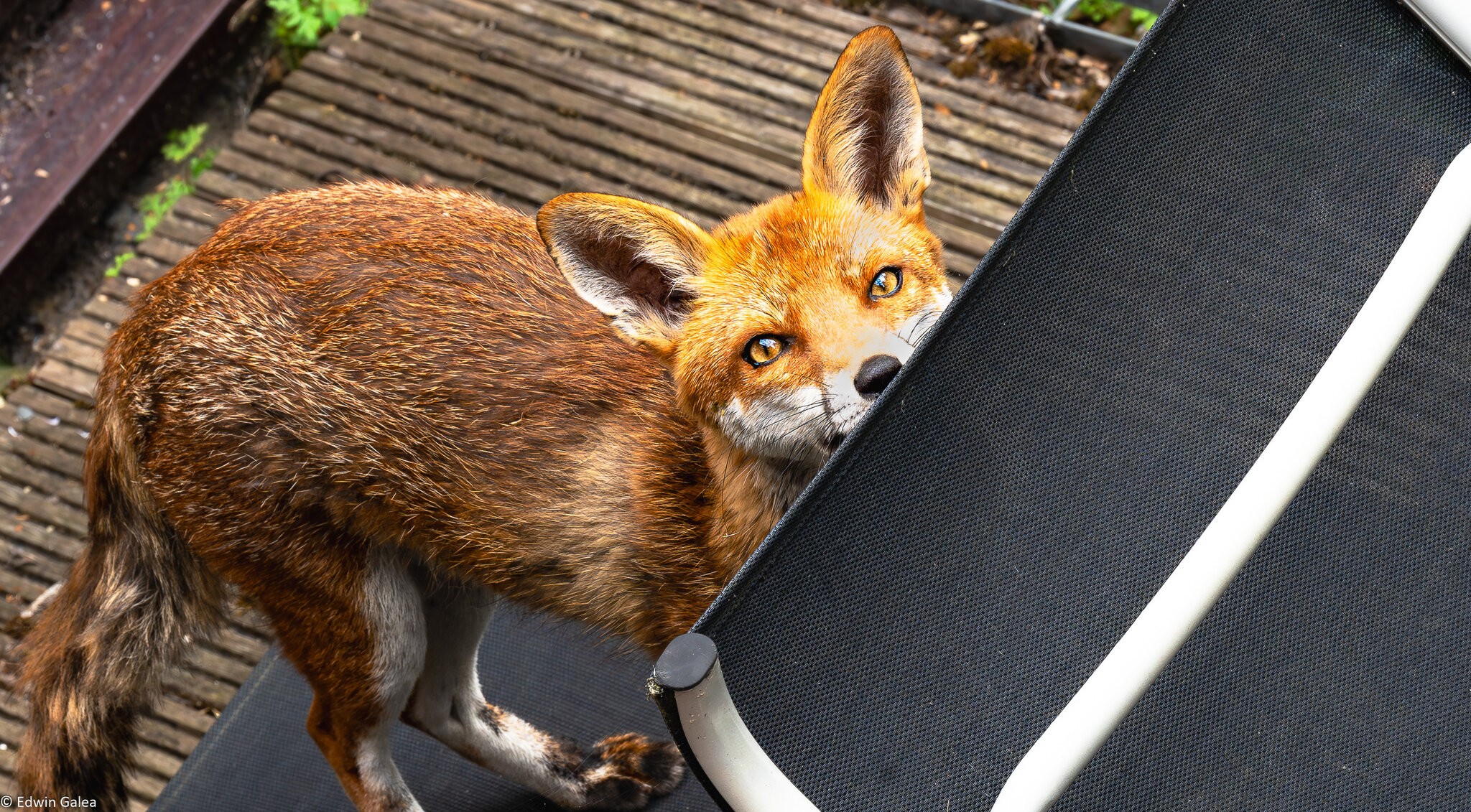 fox_table-5.jpg