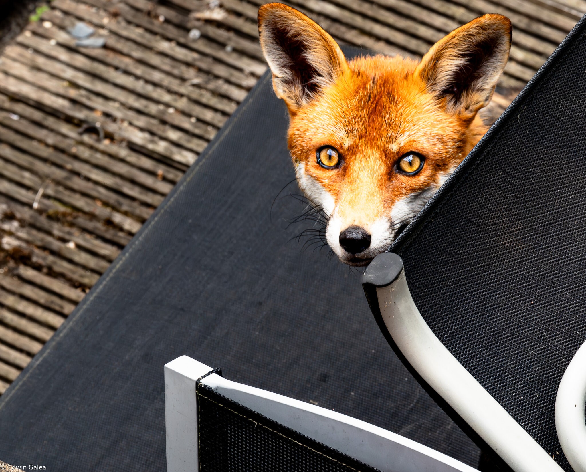 fox_table-7.jpg