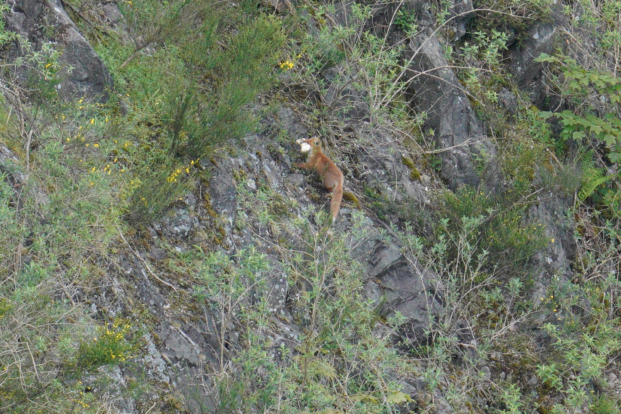 foxy-bone.jpg