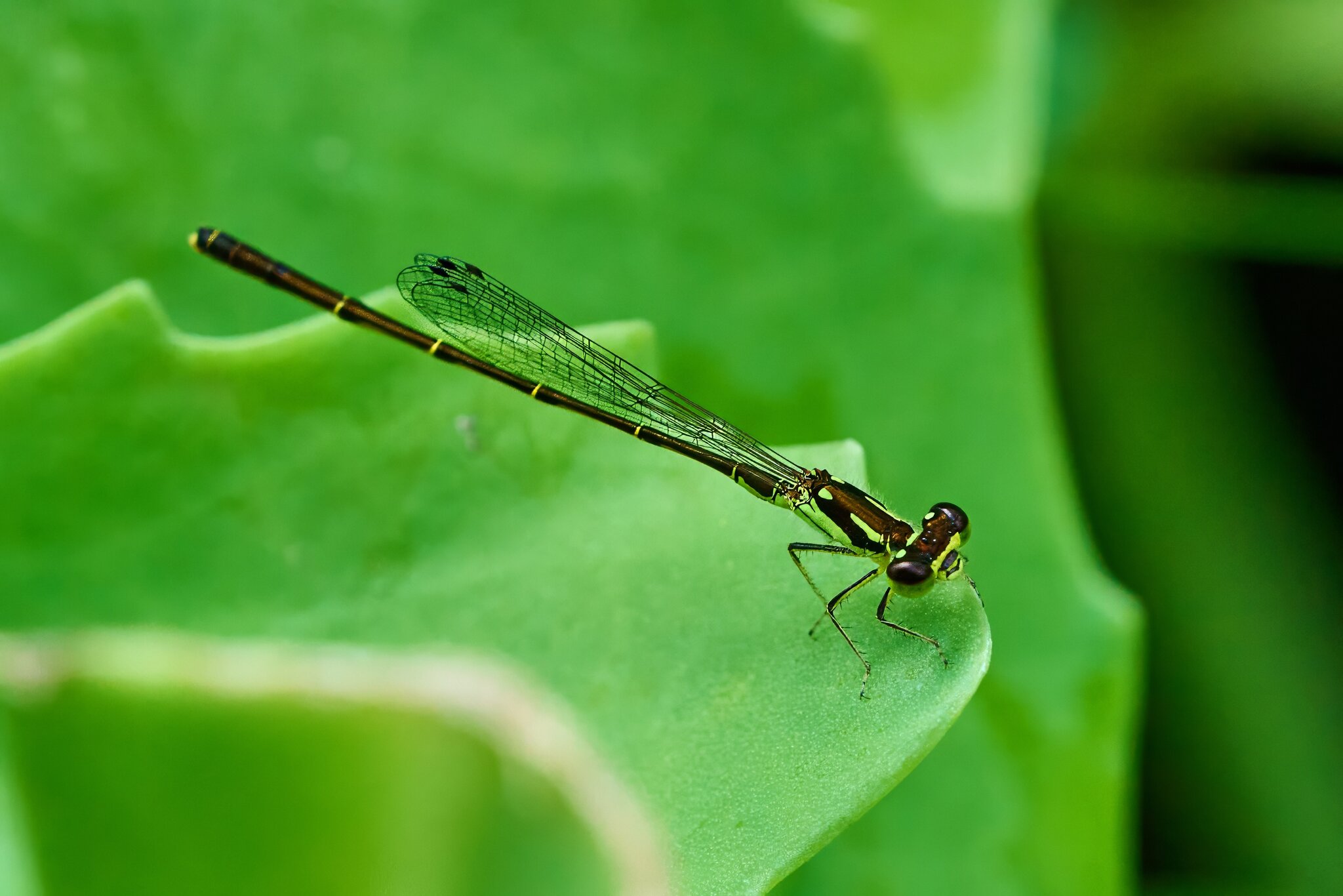 Fragile Forktail Damselfly - Home - 07272025 - 02 - DN.jpg