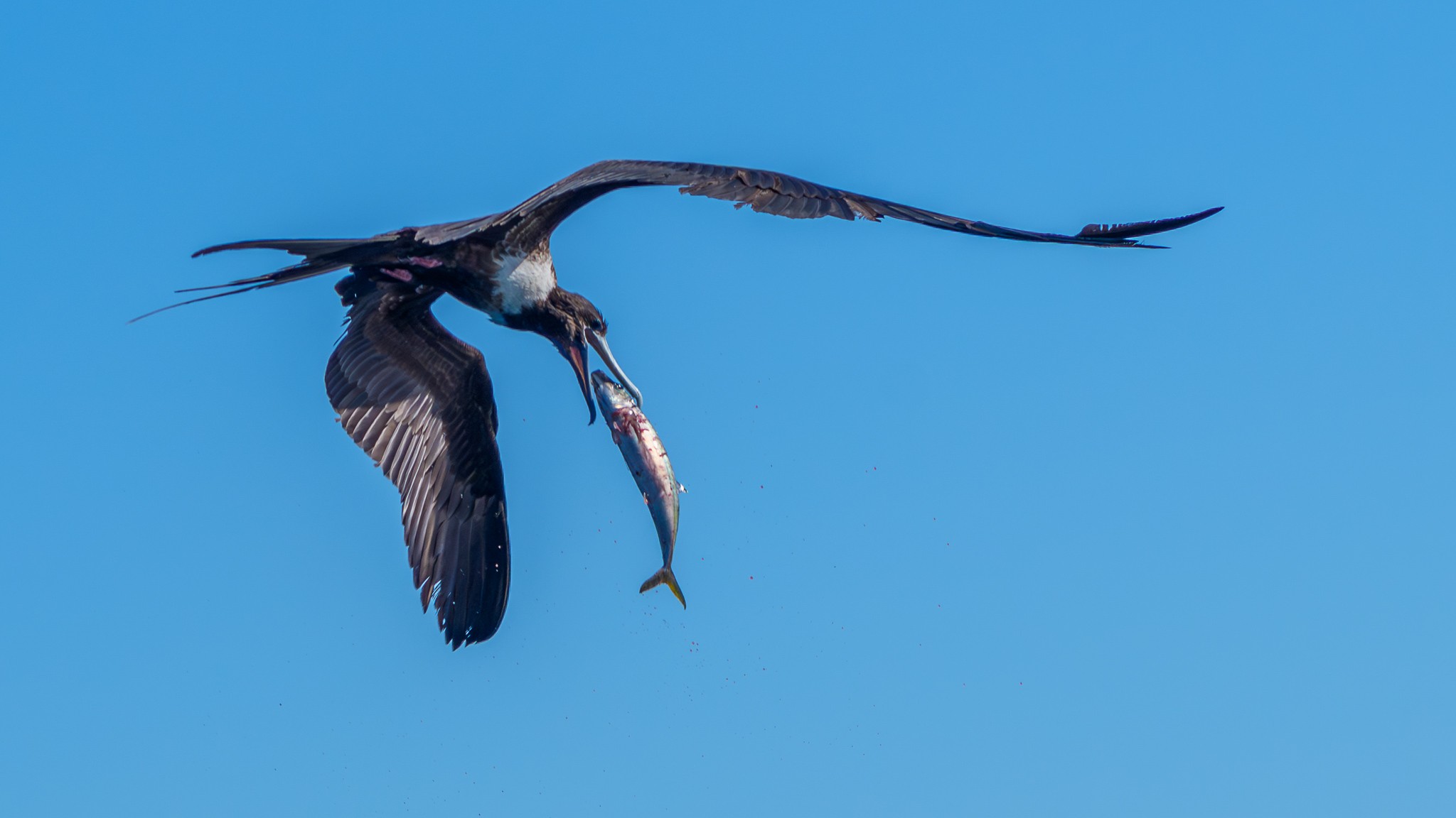 Frigate bird02.jpg