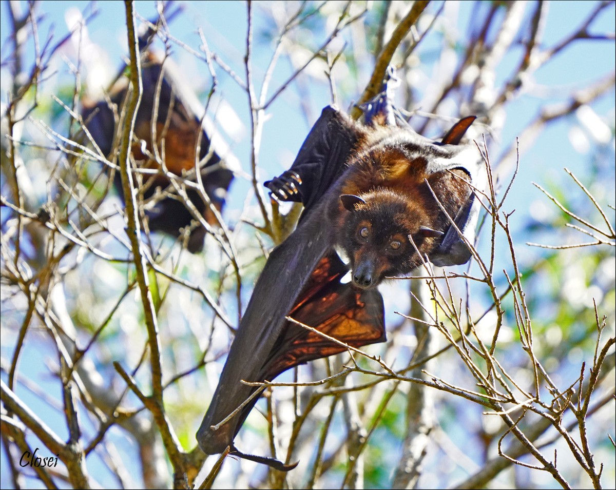 Fruit bats 4.jpg