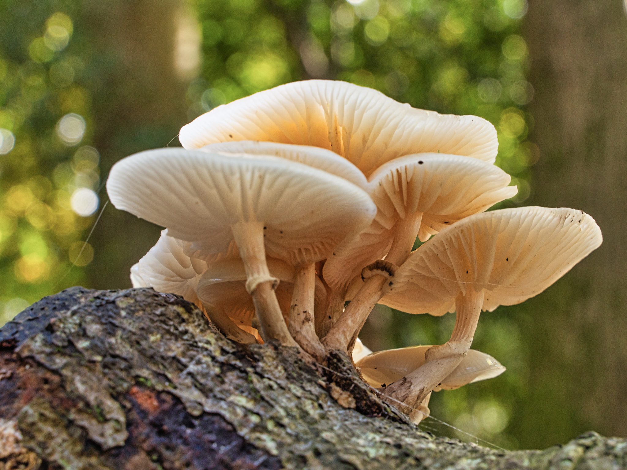 Fungi-21-Edit.jpg