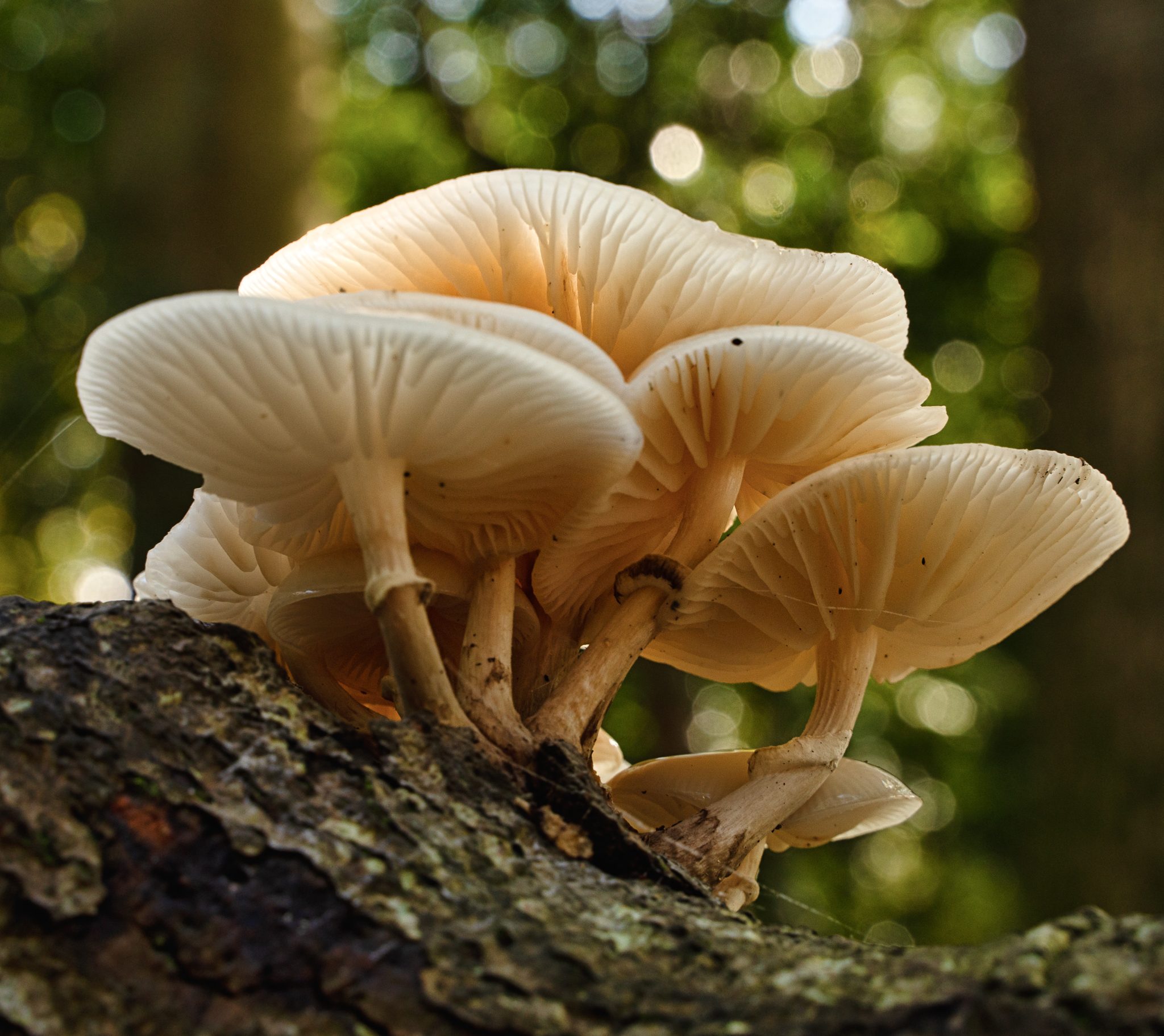 Fungi-22-Edit.jpg