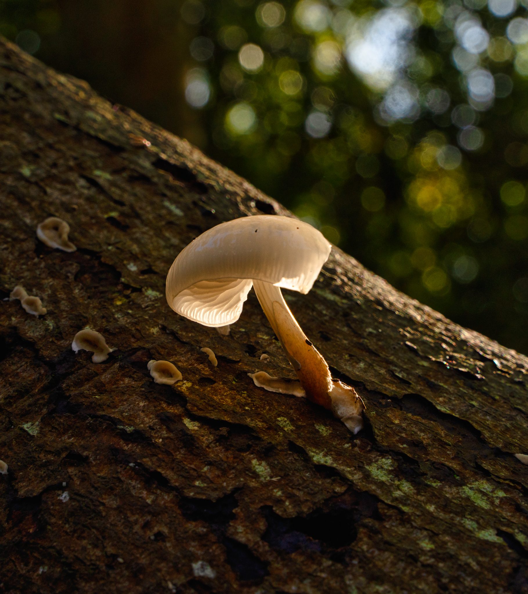 Fungi-23-Edit.jpg