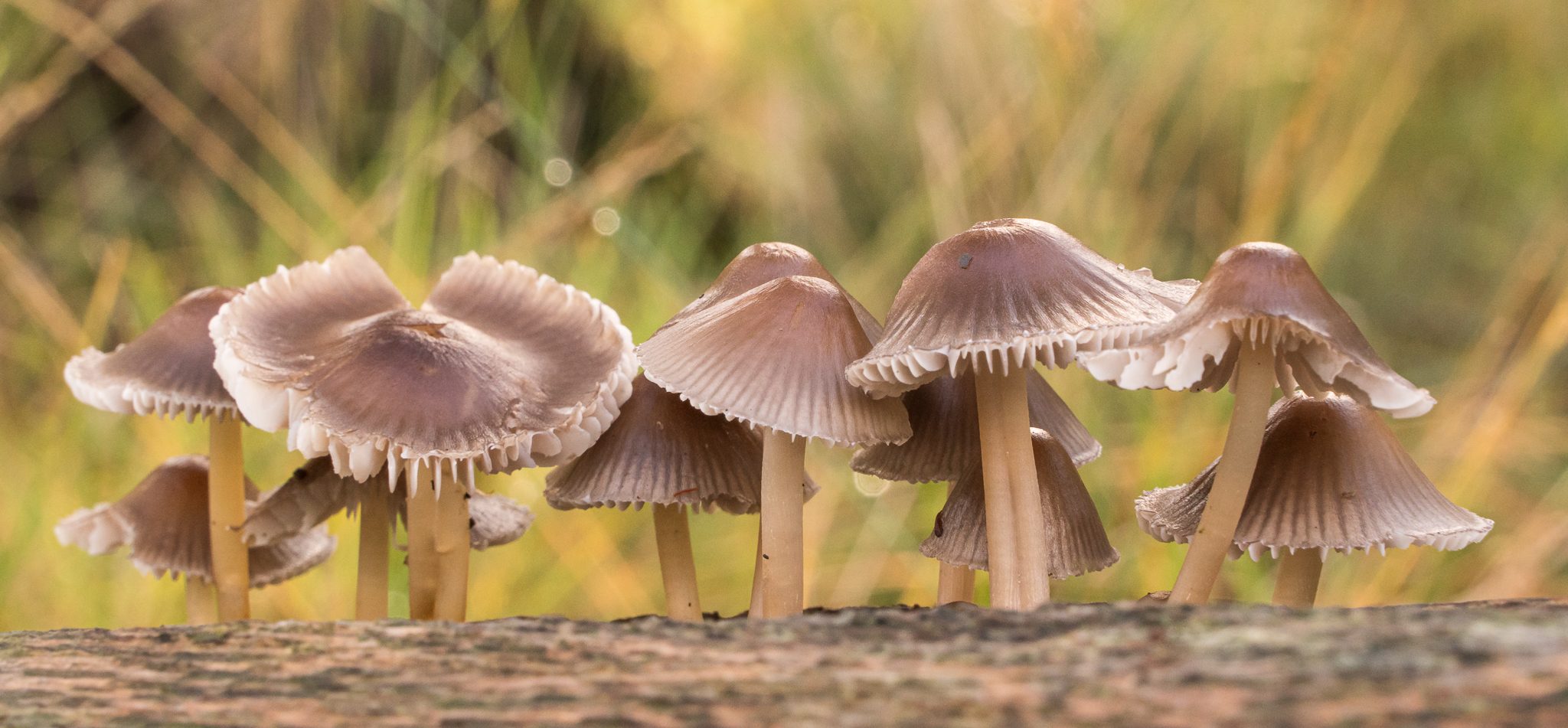 Fungi-9.jpg