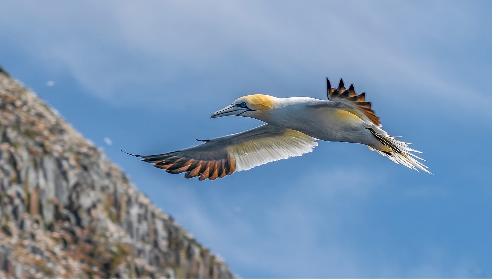 Gannet forward Wings.jpg