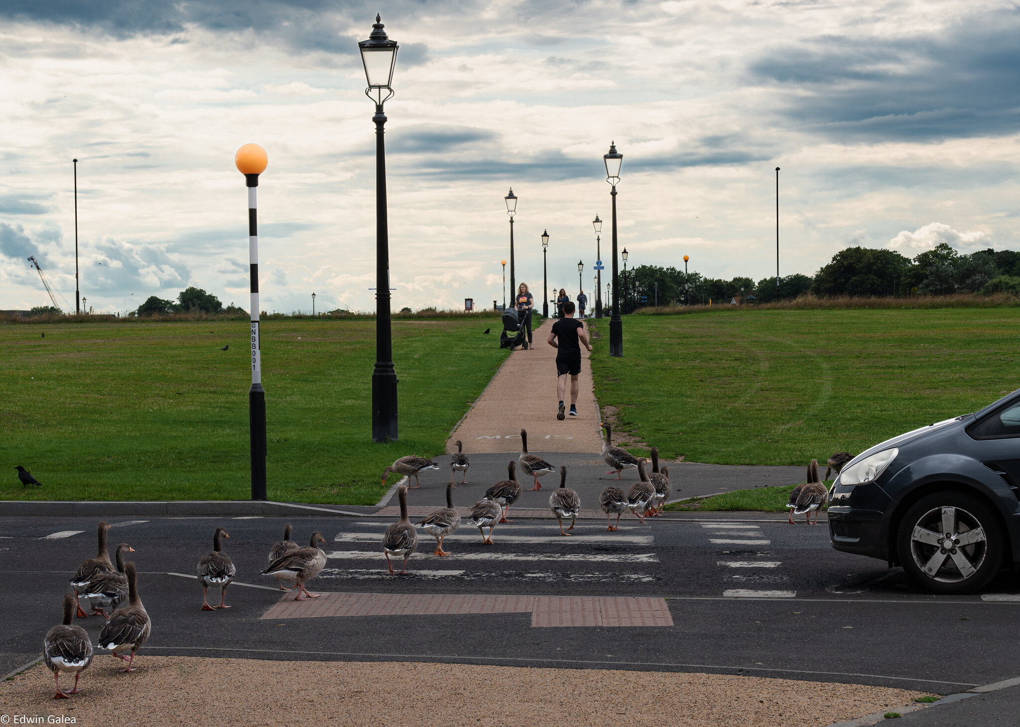 geese_crossing-3.jpg