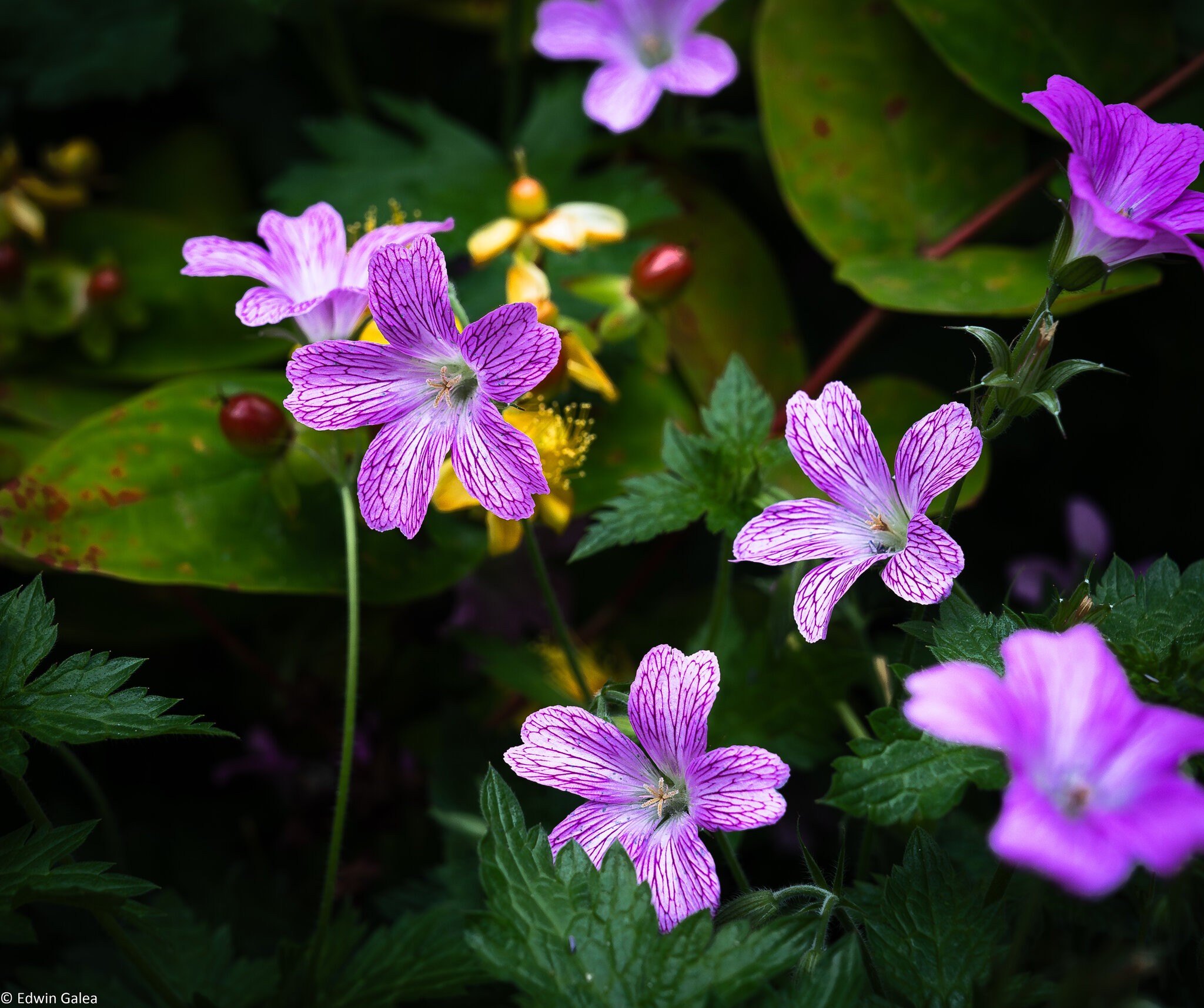 geraniums greenwich-3.jpg