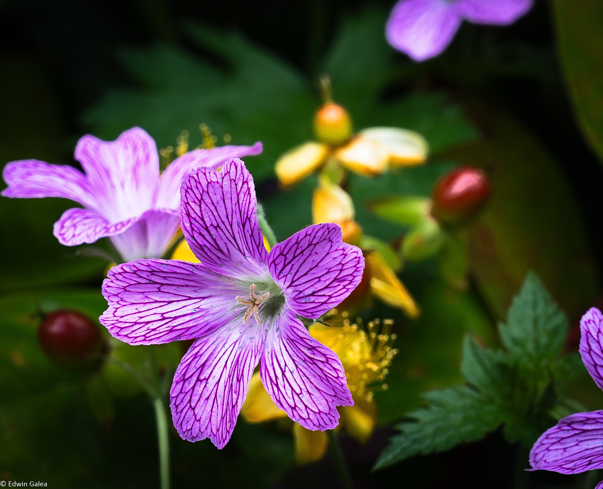 geraniums greenwich-4.jpg
