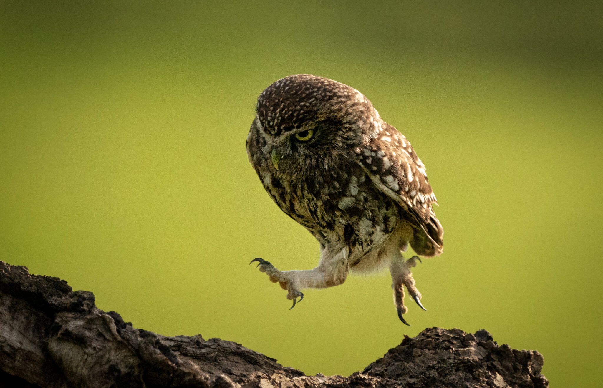 Giant Leap For Owl Kind.jpg