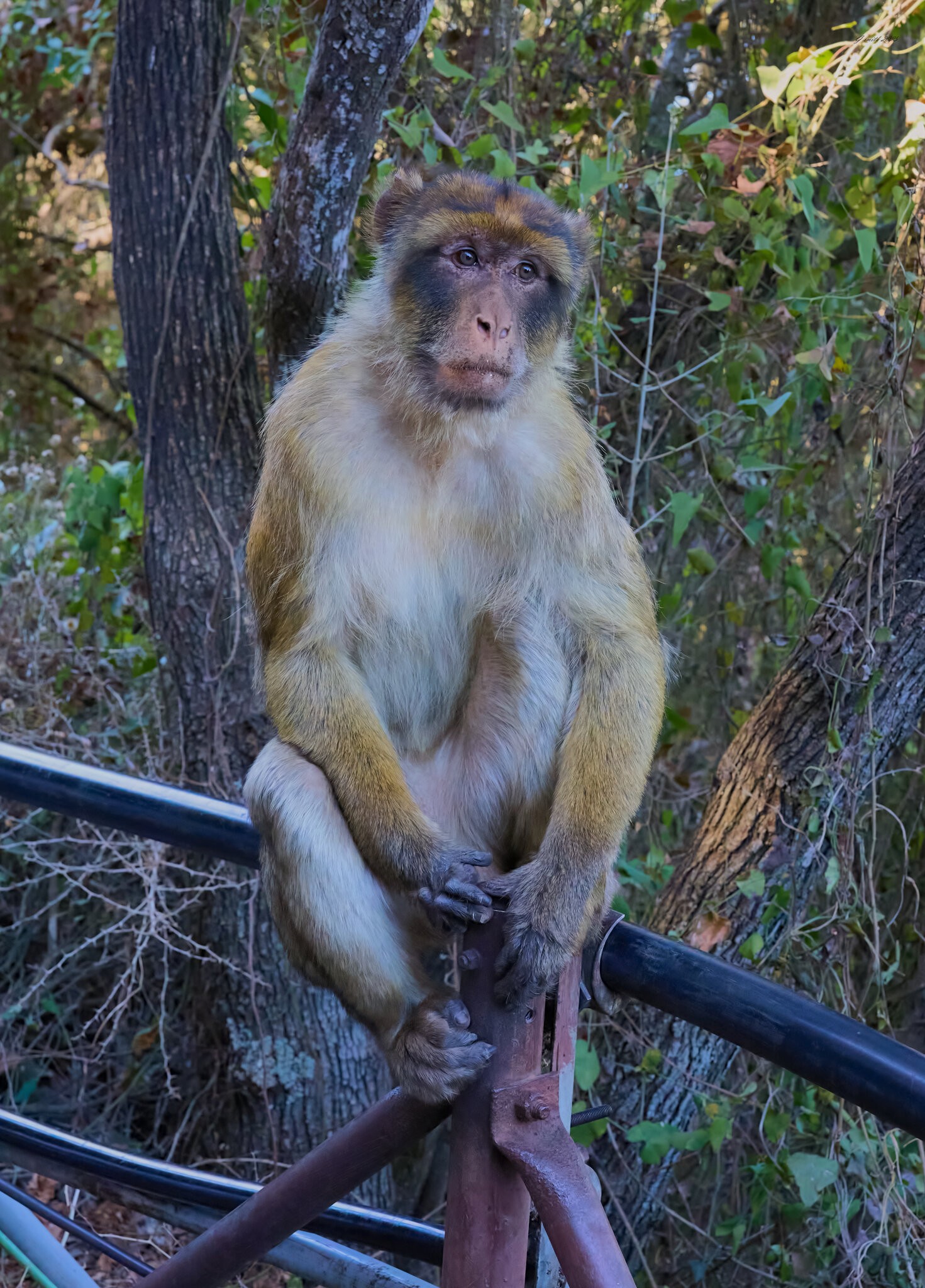 gibraltar 2025 _11.jpg
