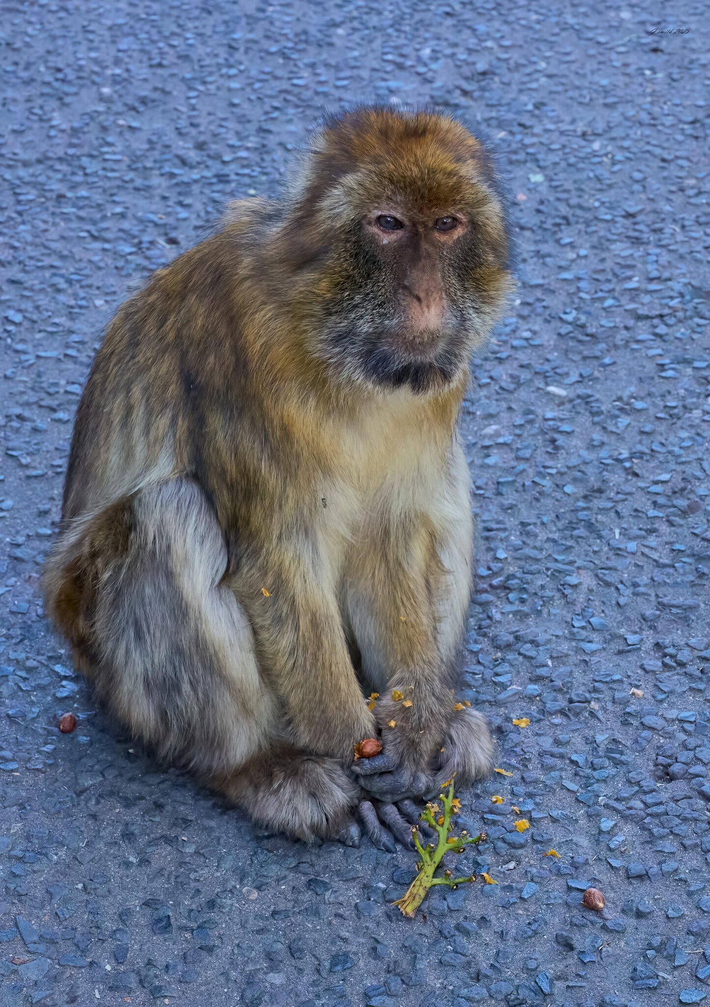 gibraltar 2025 _21.jpg