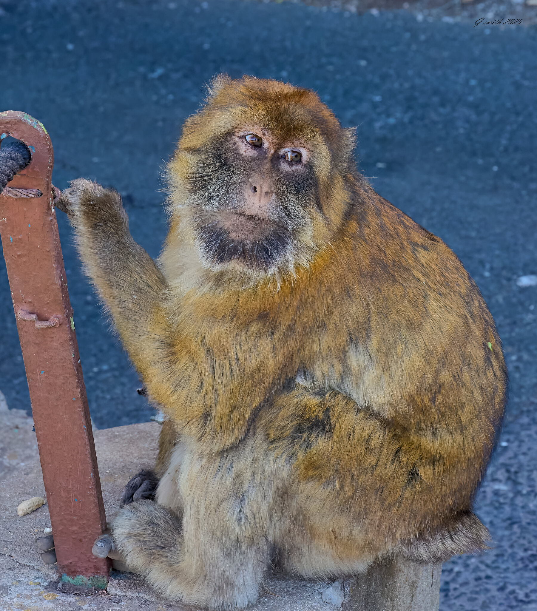 gibraltar 2025 _5.jpg