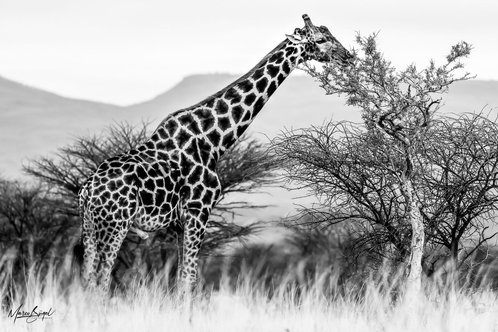 Giraffe-1268.jpg