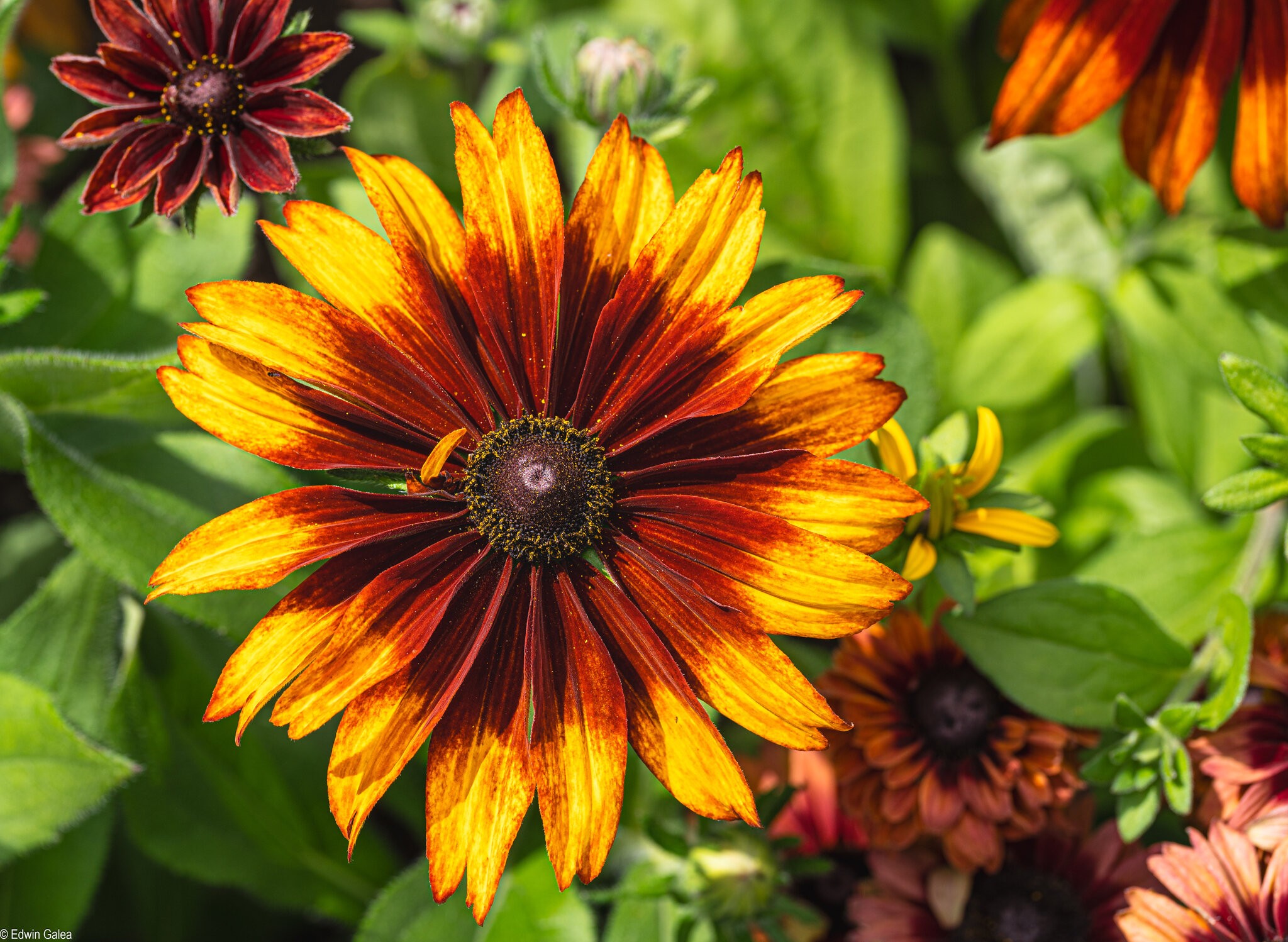 Gloriosa Daisy-1.jpg