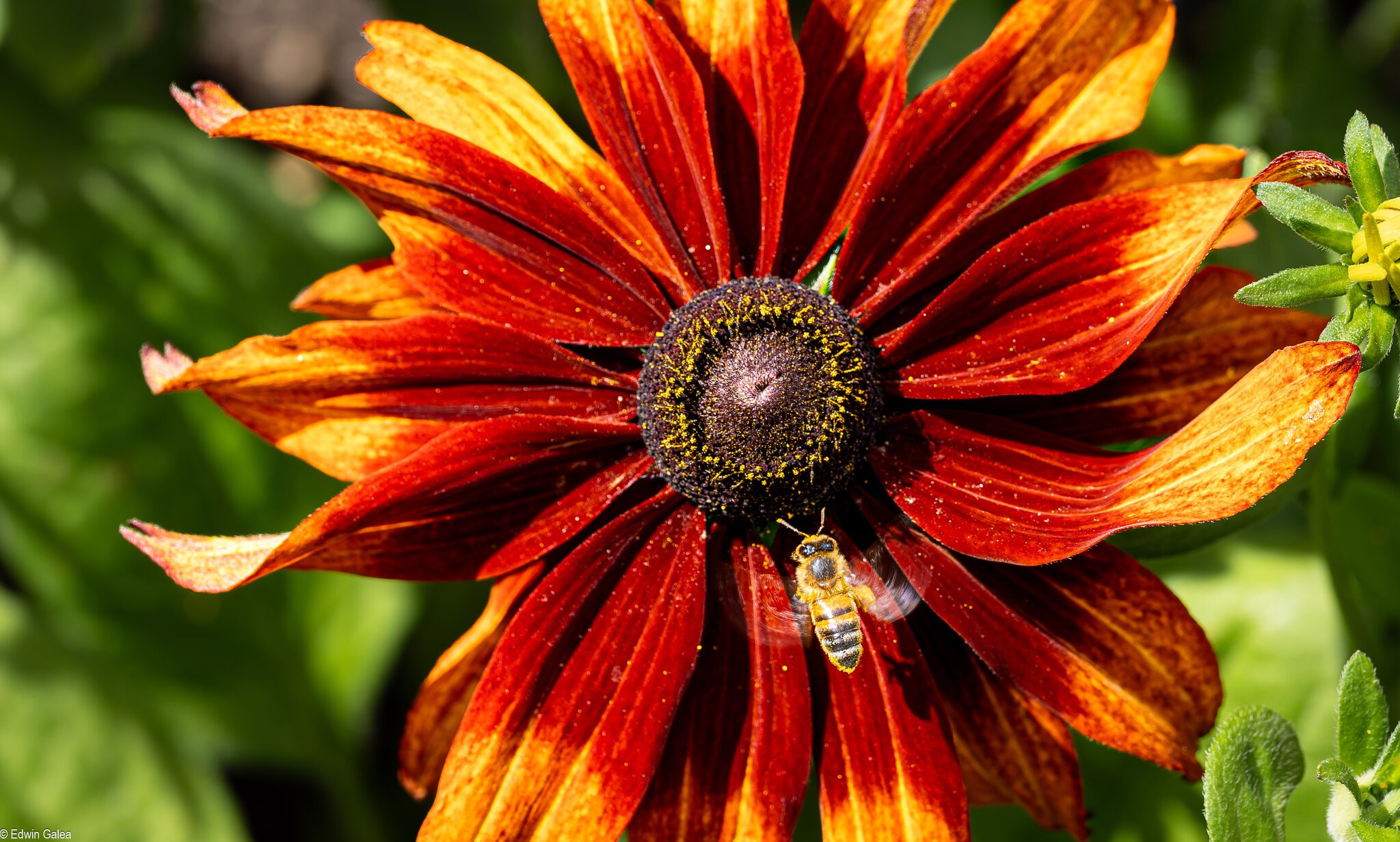 Gloriosa Daisy with bee-2.jpg