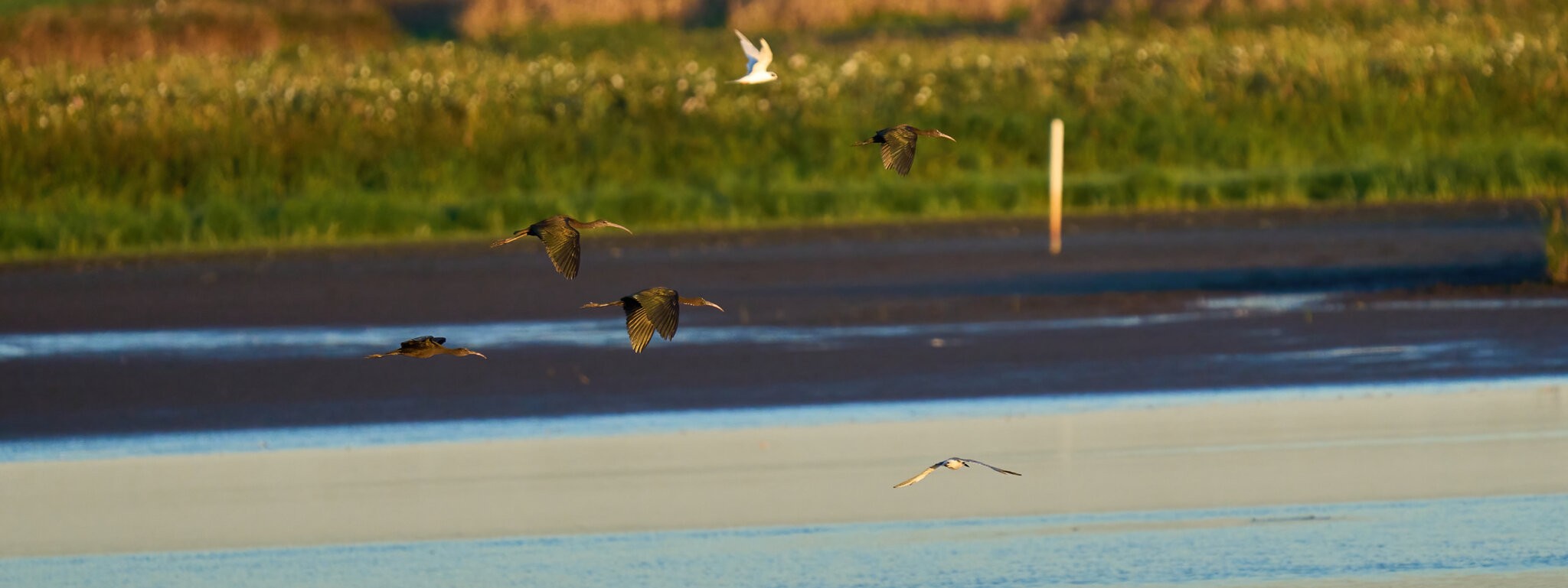 Glossy Ibis - Bombay Hook NWR - 08142022 - 04-DN.jpg