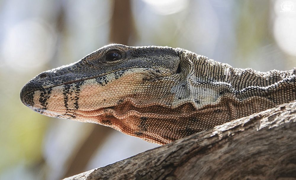 Goanna two 7-12-19 (29).JPG