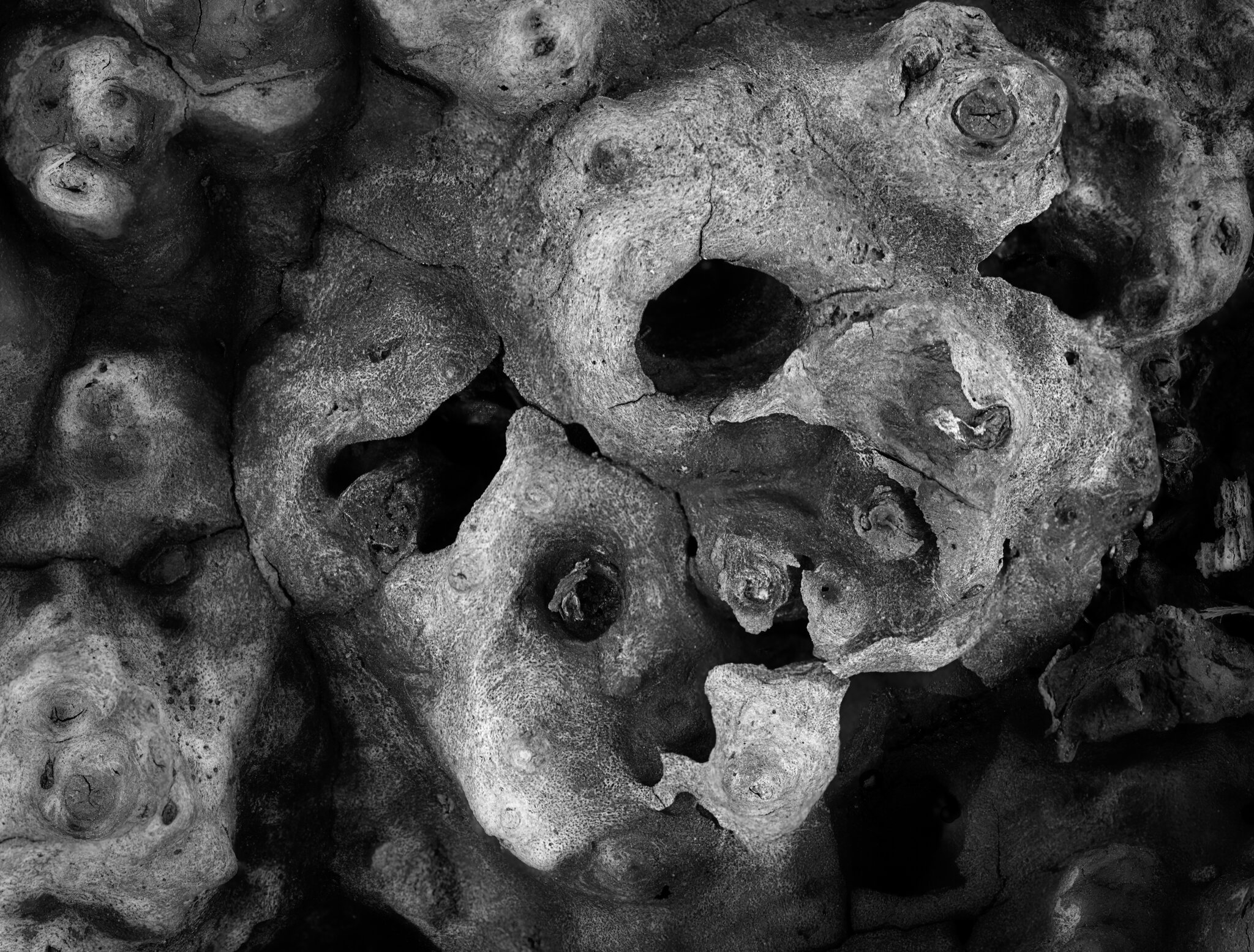 Golden Gathering_Valleyfield Pond.jpg