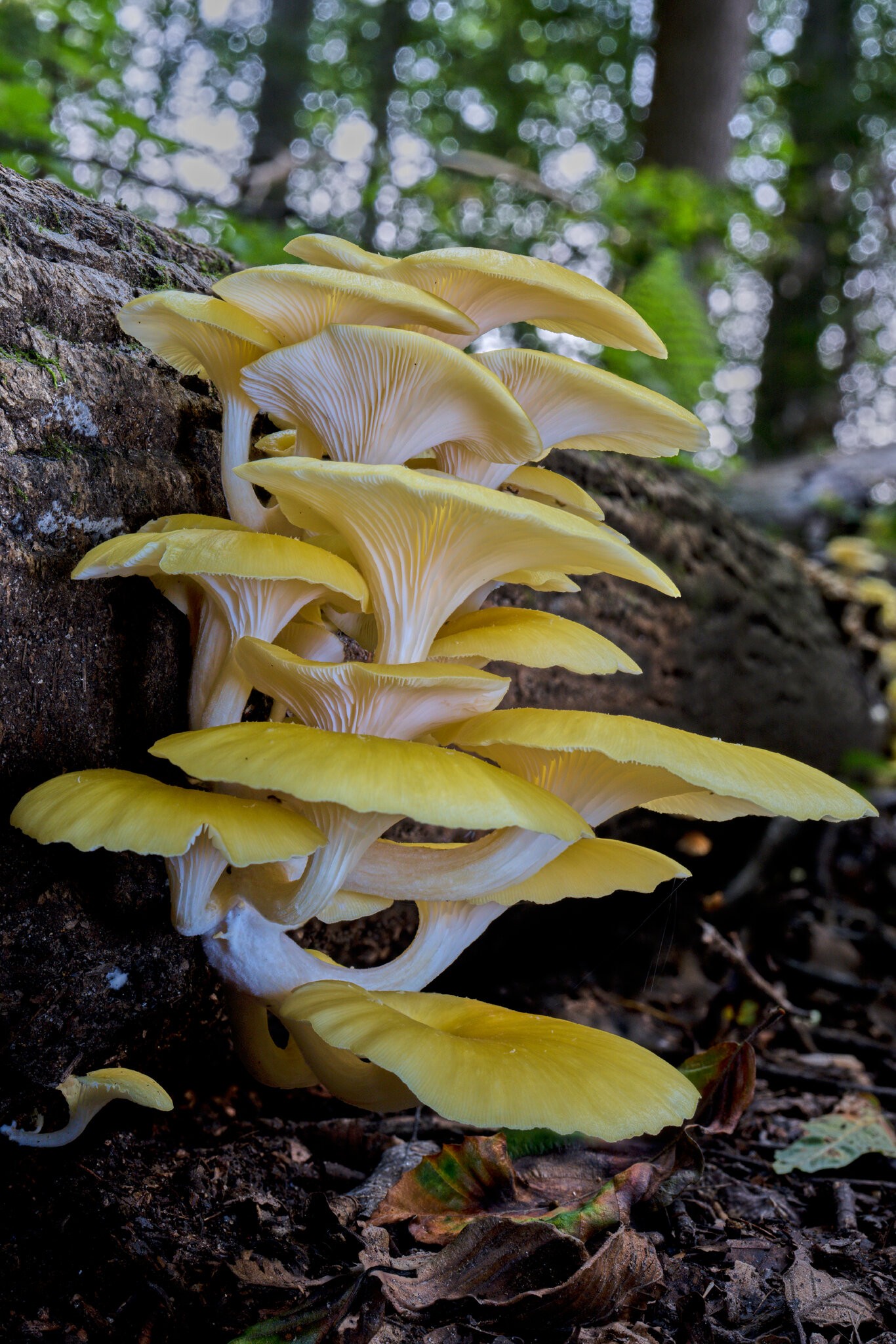 Golden Oyster Mushroom - 1st State NP - 08142026 - 01.jpg