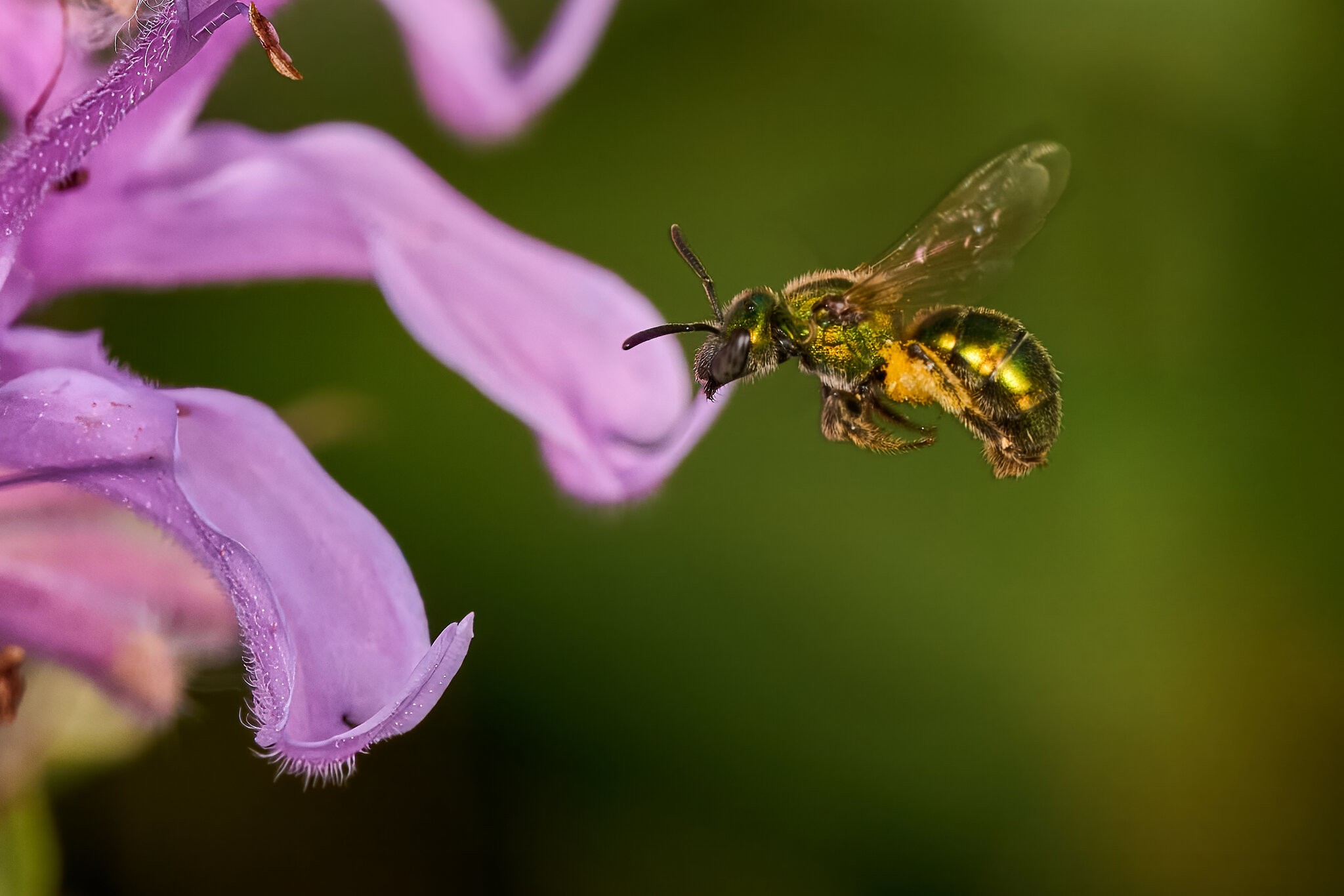 Golden Sweat Bee - BCSP - 07122026 - 02 - rDN.jpg