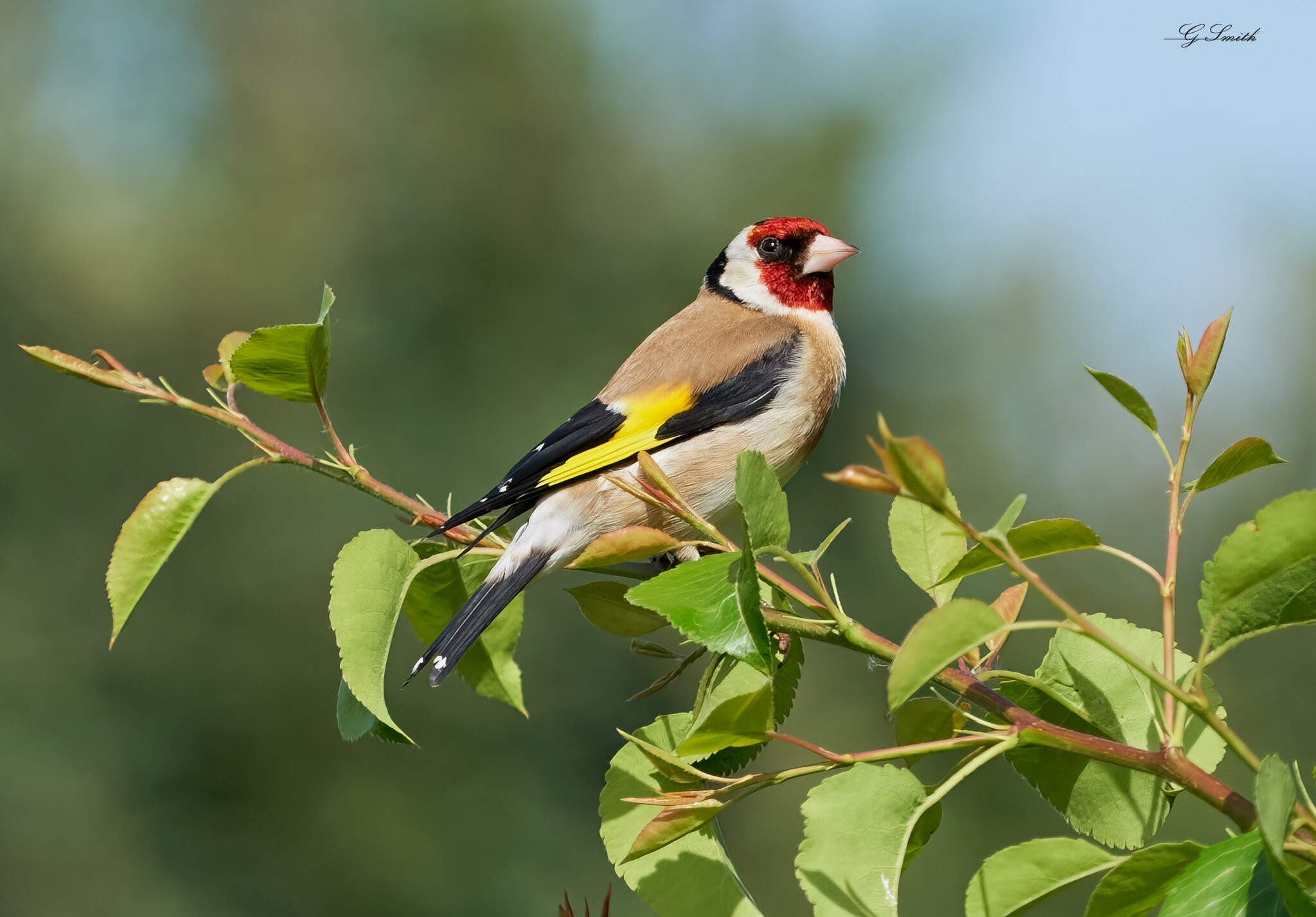 goldfinch 2022 10.jpg