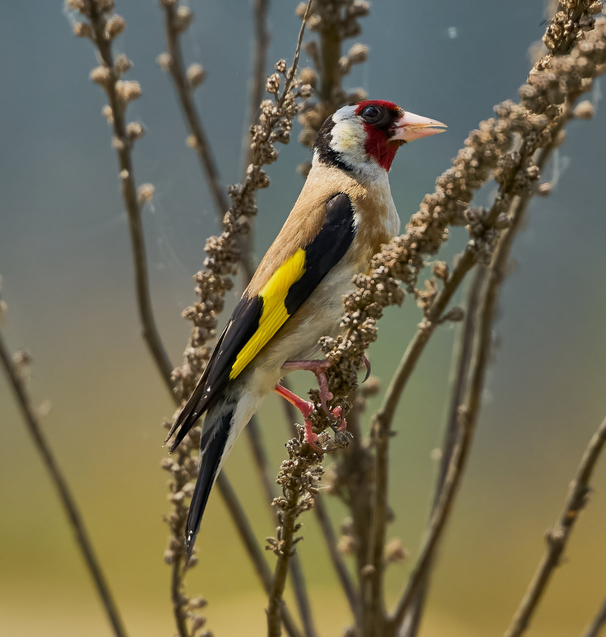 goldfinch 2025.jpg