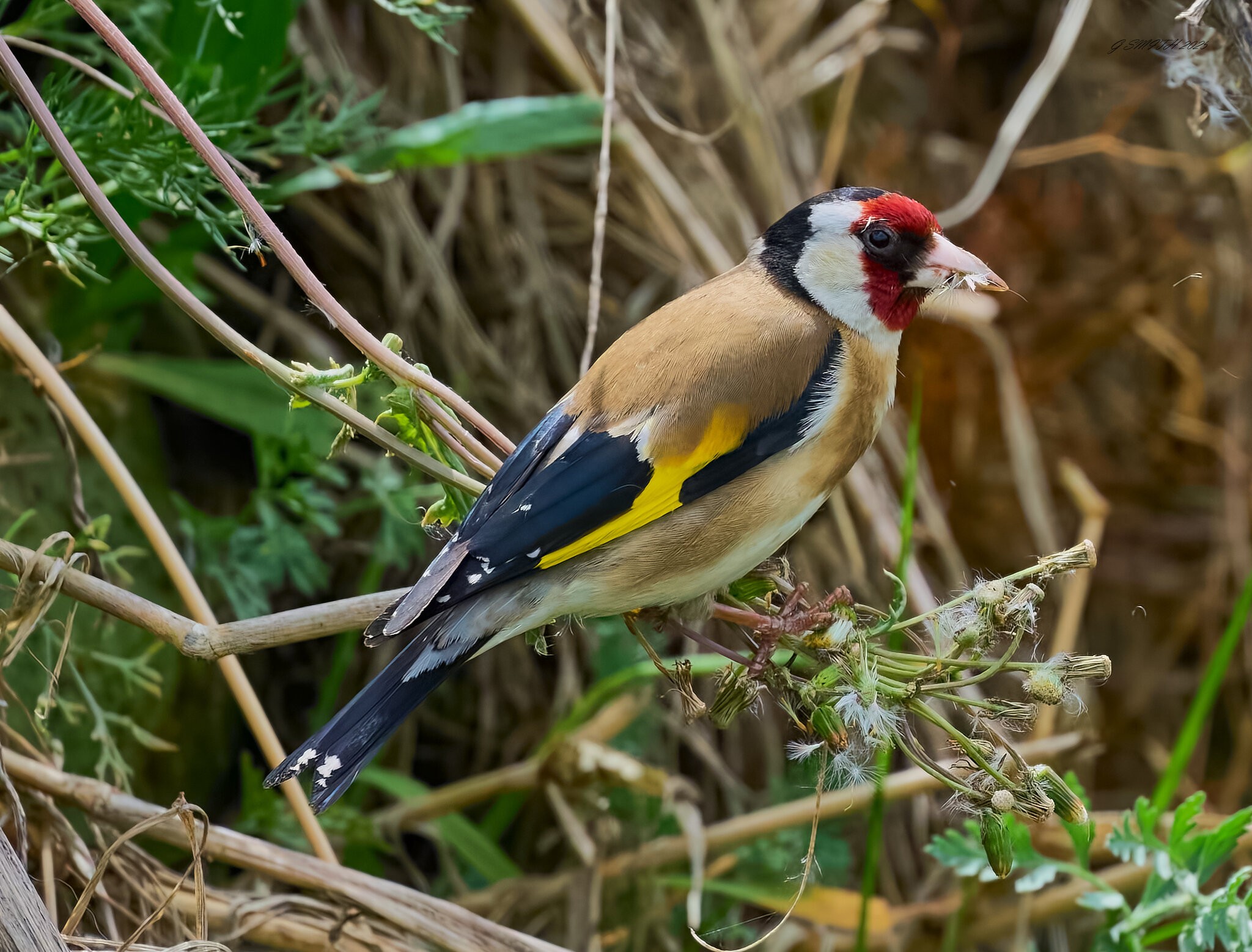 goldfinch 2025_1.jpg