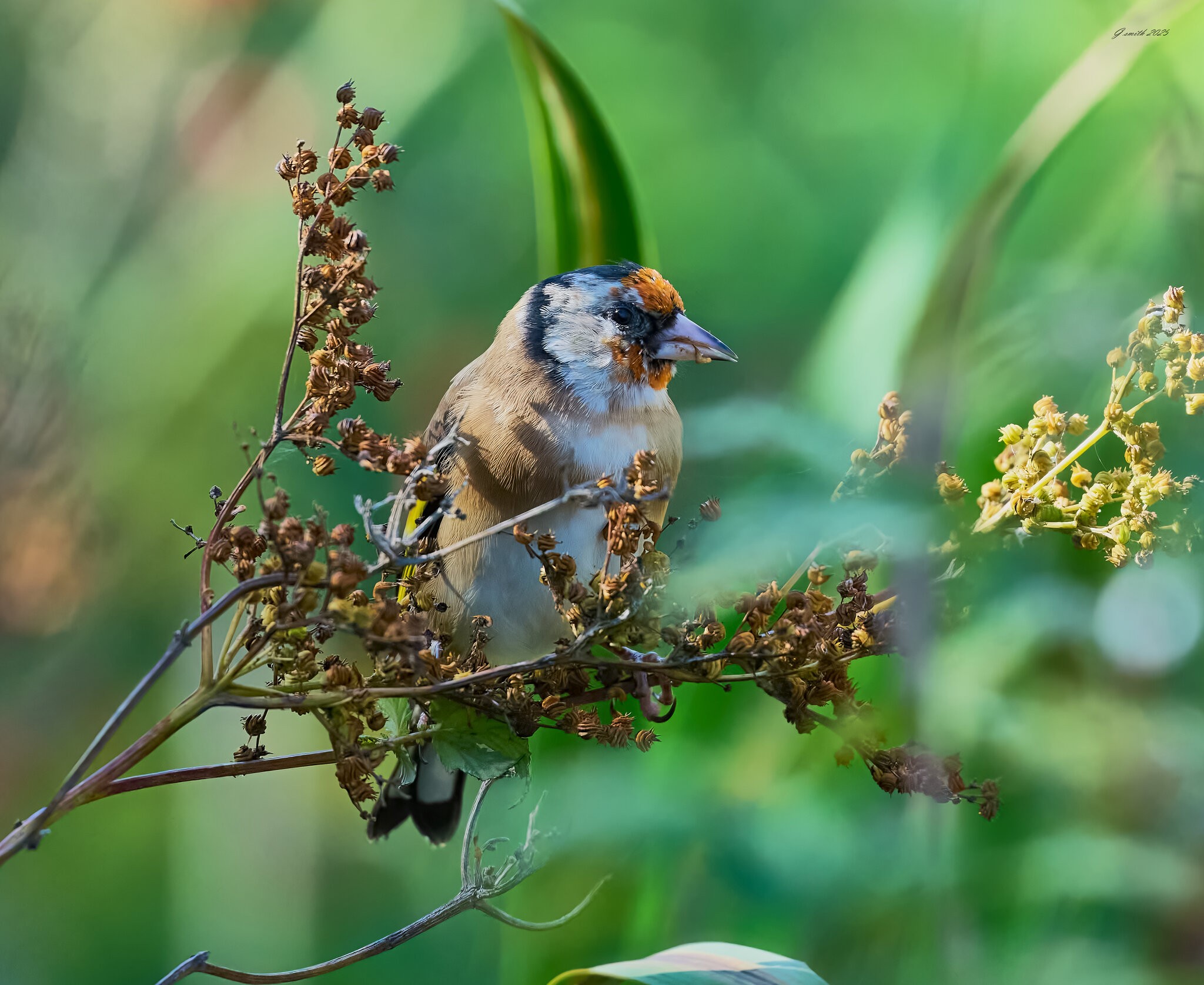 goldfinch 2025_17.jpg