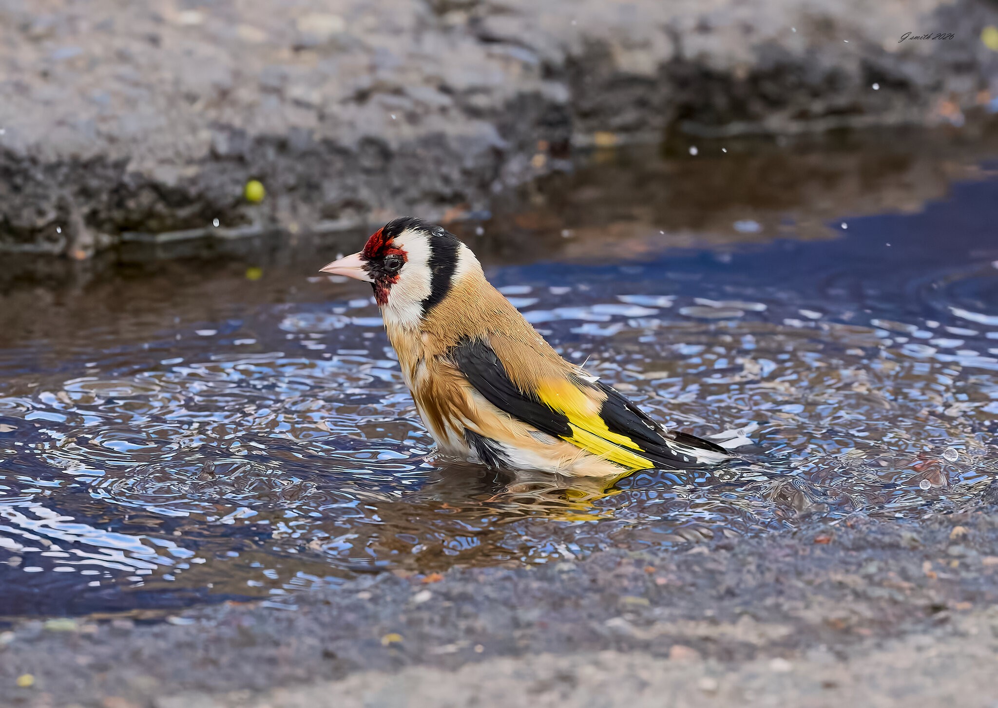 goldfinch 2026_33.jpg